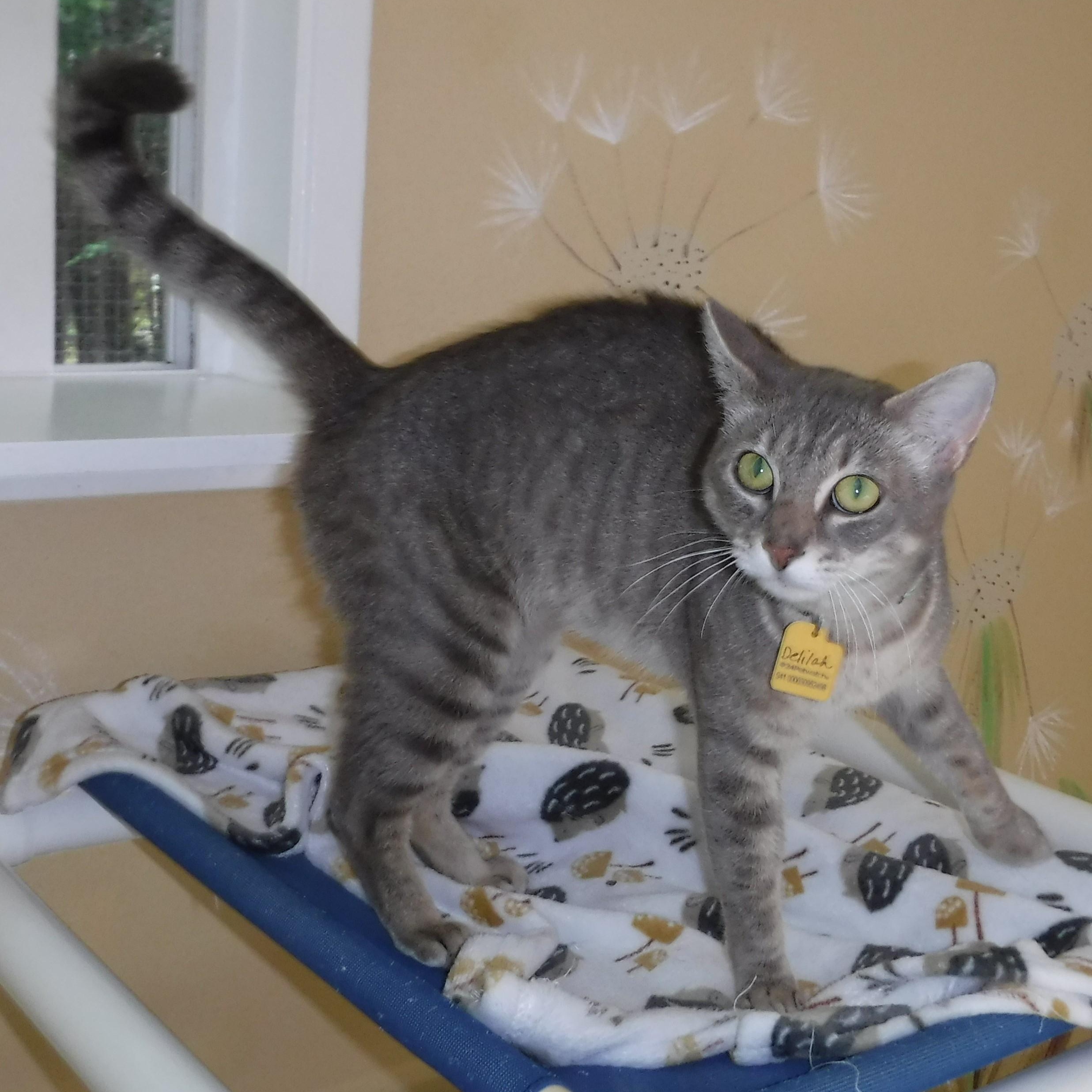 Enlarge Delilah - Super Social, a Adoptable mixed breed in Hoquiam, WA image 5/6