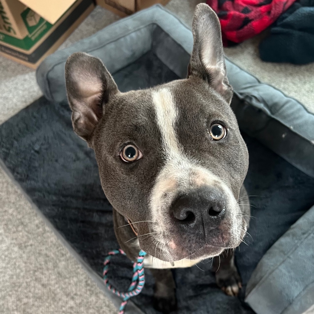 Patrick, a Adopted mixed breed in Elgin, IL image 1/10