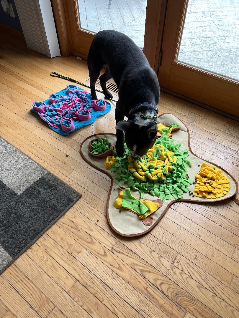 Patrick, a Adopted mixed breed in Elgin, IL image 2/10