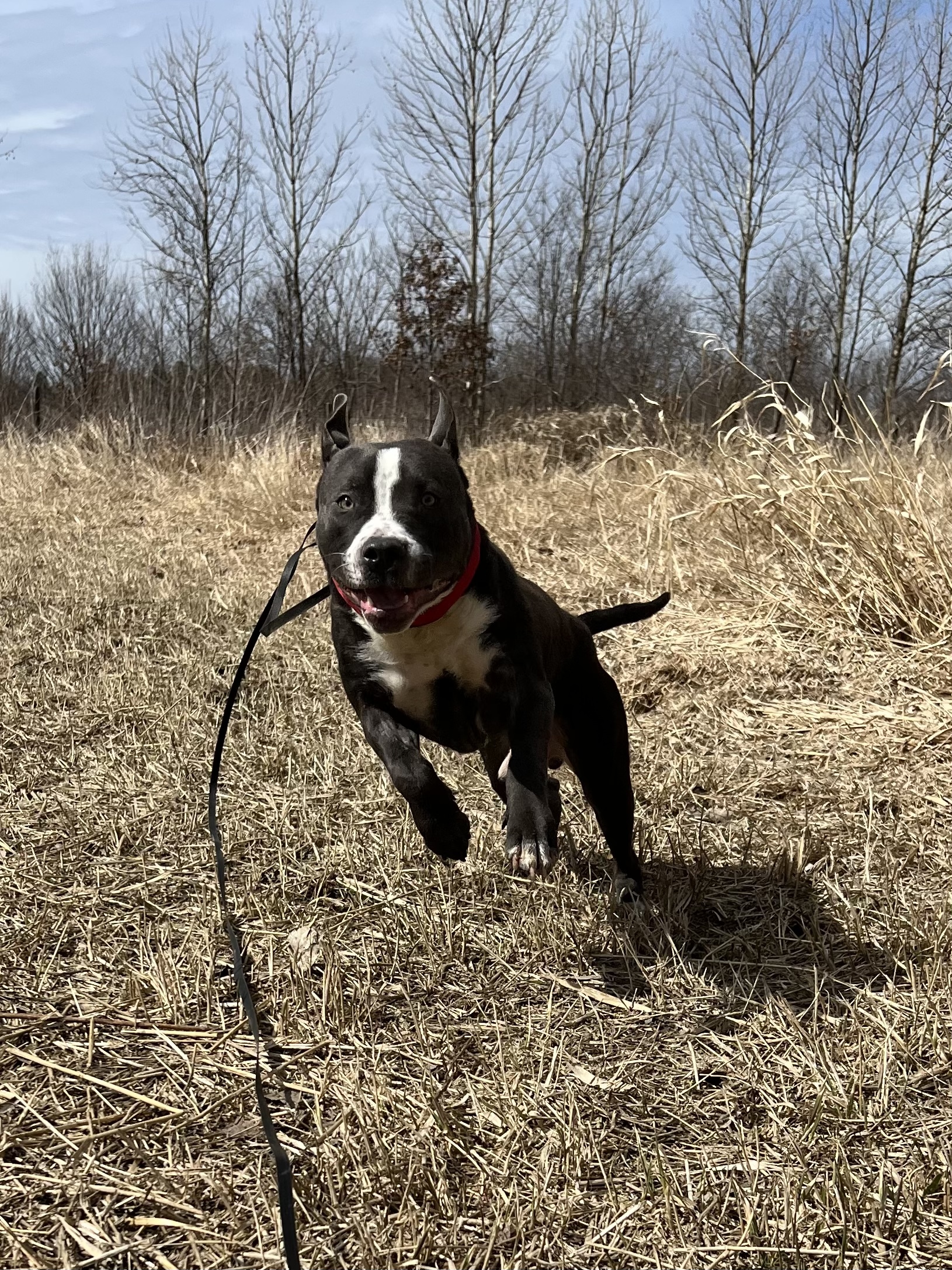 Patrick, a Adopted mixed breed in Elgin, IL image 3/10