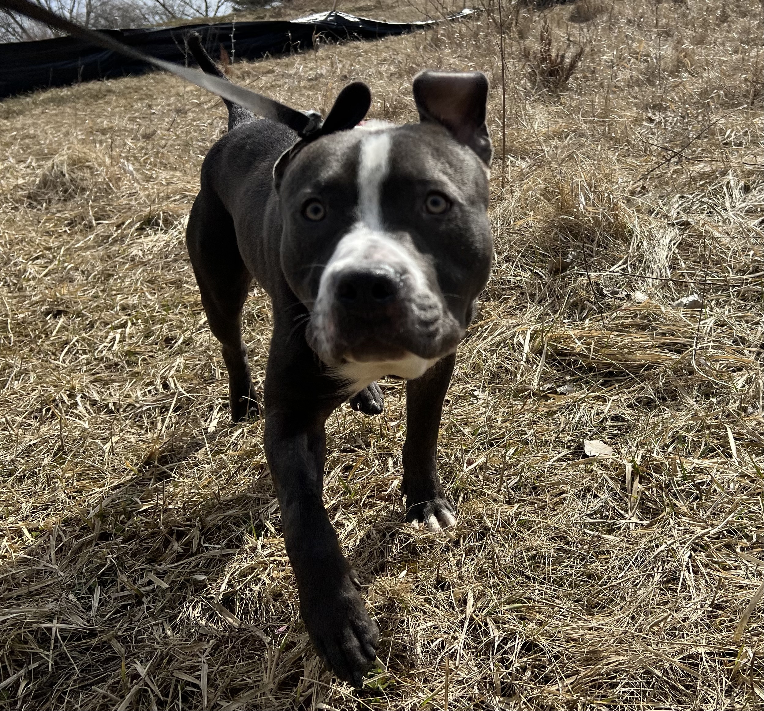 Patrick, a Adopted mixed breed in Elgin, IL image 4/10