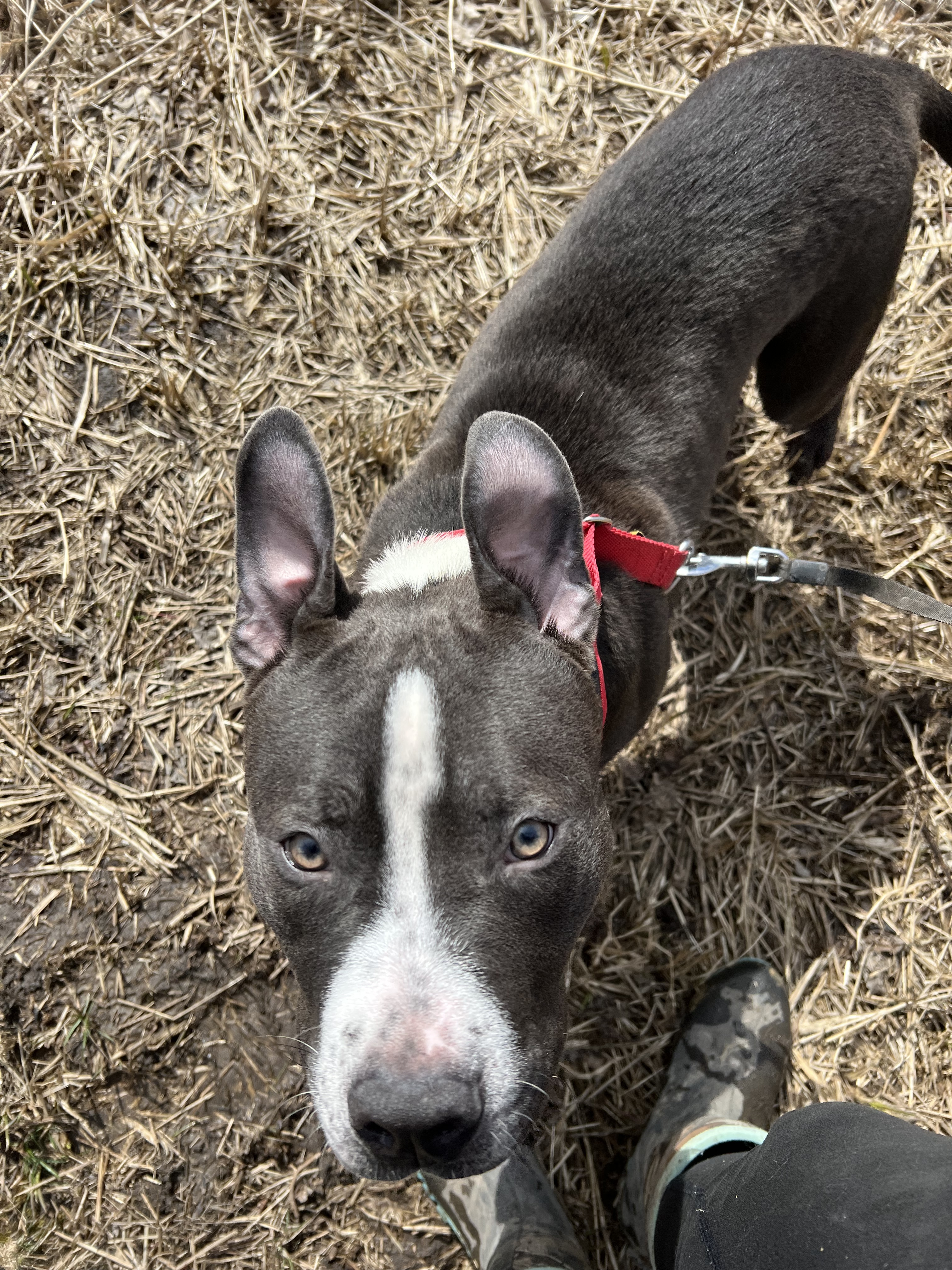 Patrick, a Adopted mixed breed in Elgin, IL image 5/10
