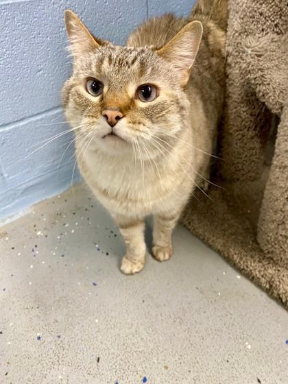 Enlarge Ellie, a Adoptable mixed breed in Munster, IN image 1/2