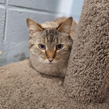 Enlarge Ellie, a Adoptable mixed breed in Munster, IN image 2/2