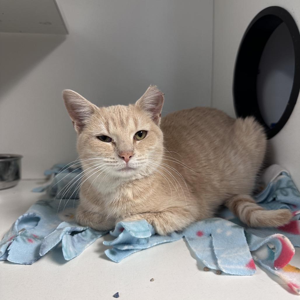 Hayloft, Adoptable, Young Female Domestic Short Hair.