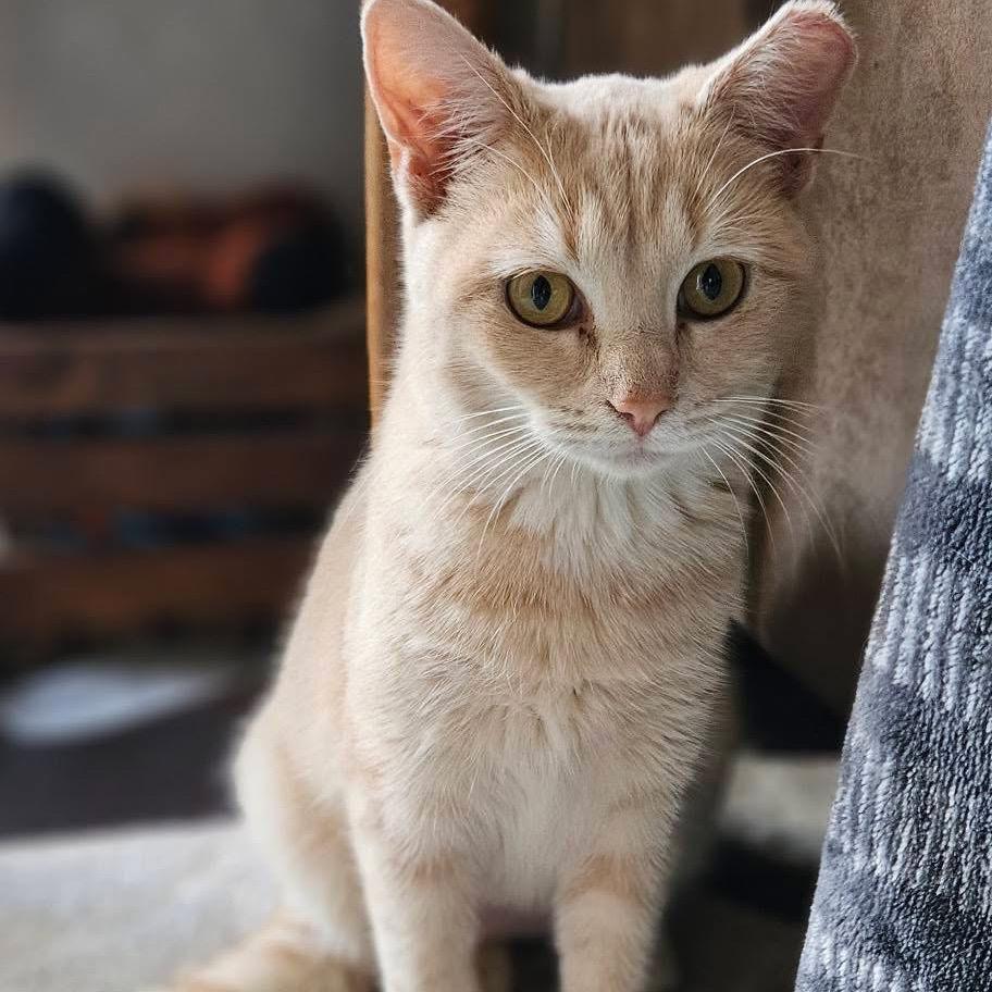 Enlarge Hayloft, a Adoptable Domestic Short Hair in Troy, IL image 2/3