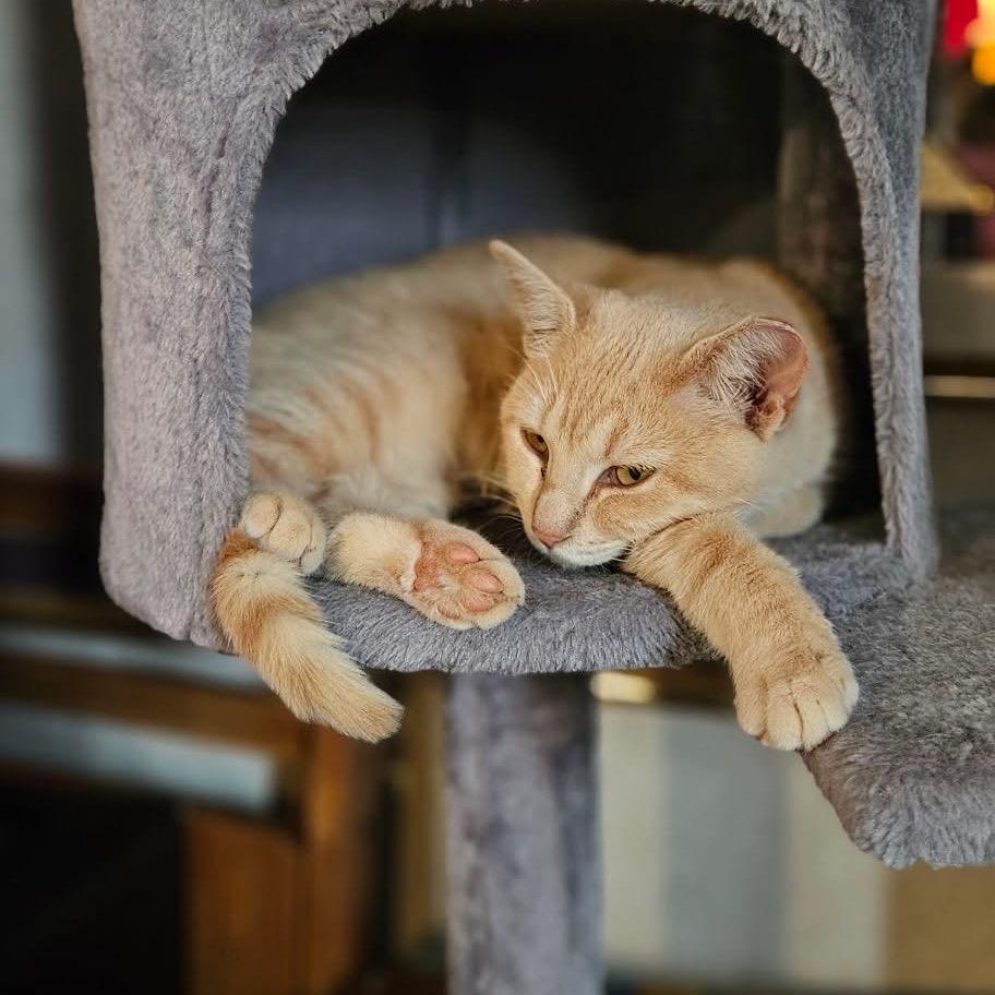 Enlarge Hayloft, a Adoptable Domestic Short Hair in Troy, IL image 3/3