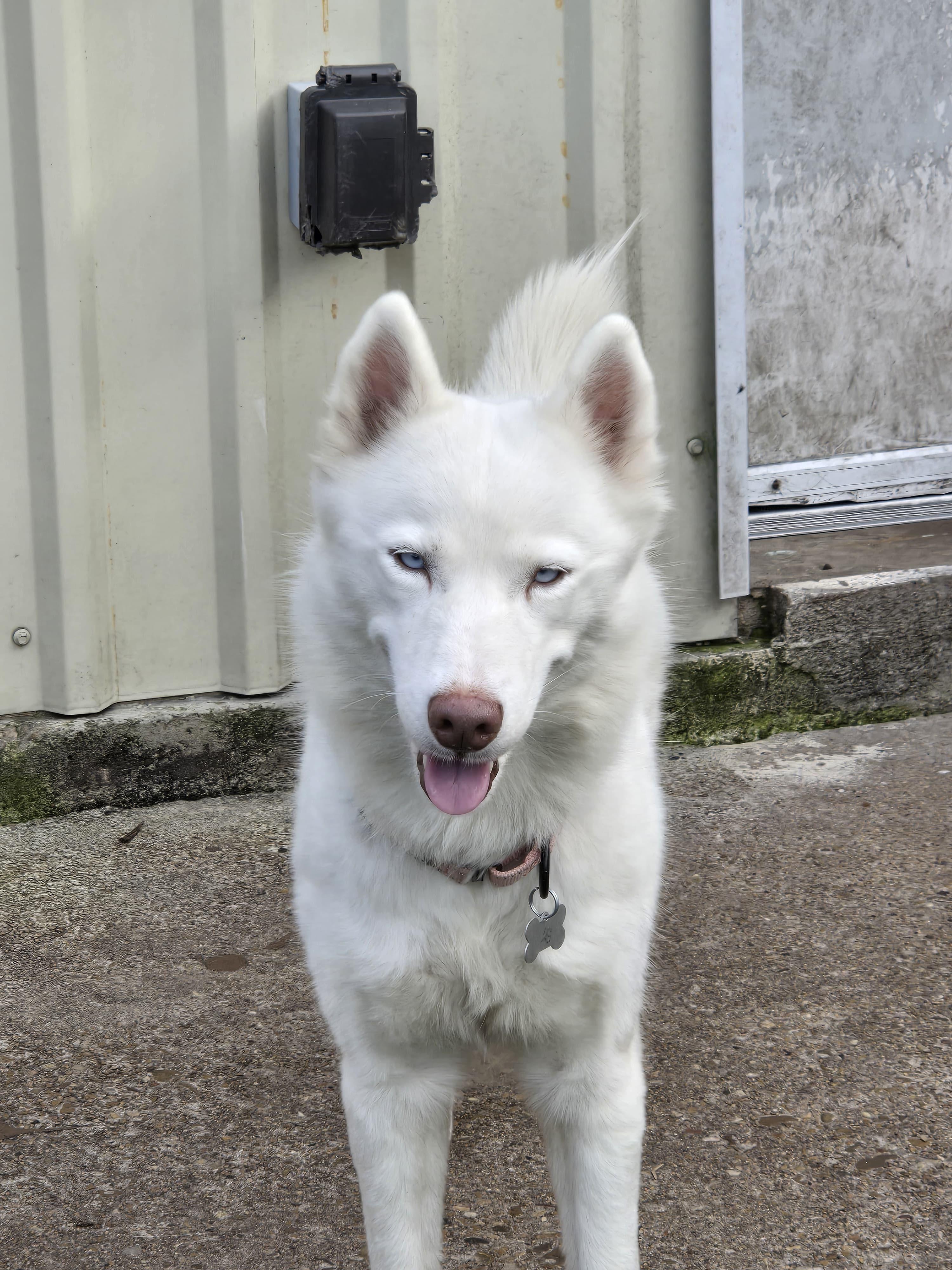 Simone — thumbnail 5