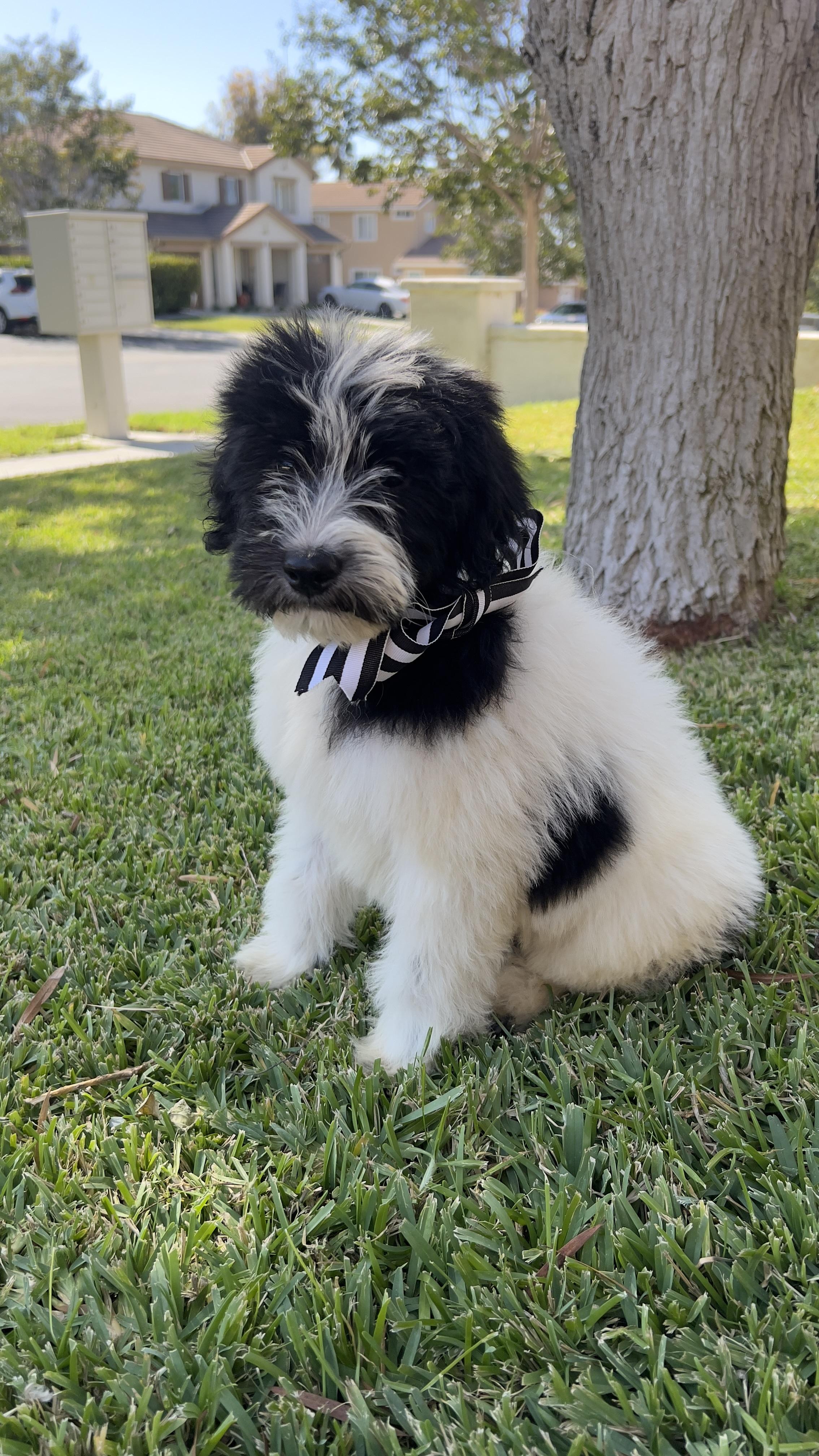 Enlarge Oreo, a Adoptable Sheepadoodle in Chula Vista, CA image 4/5