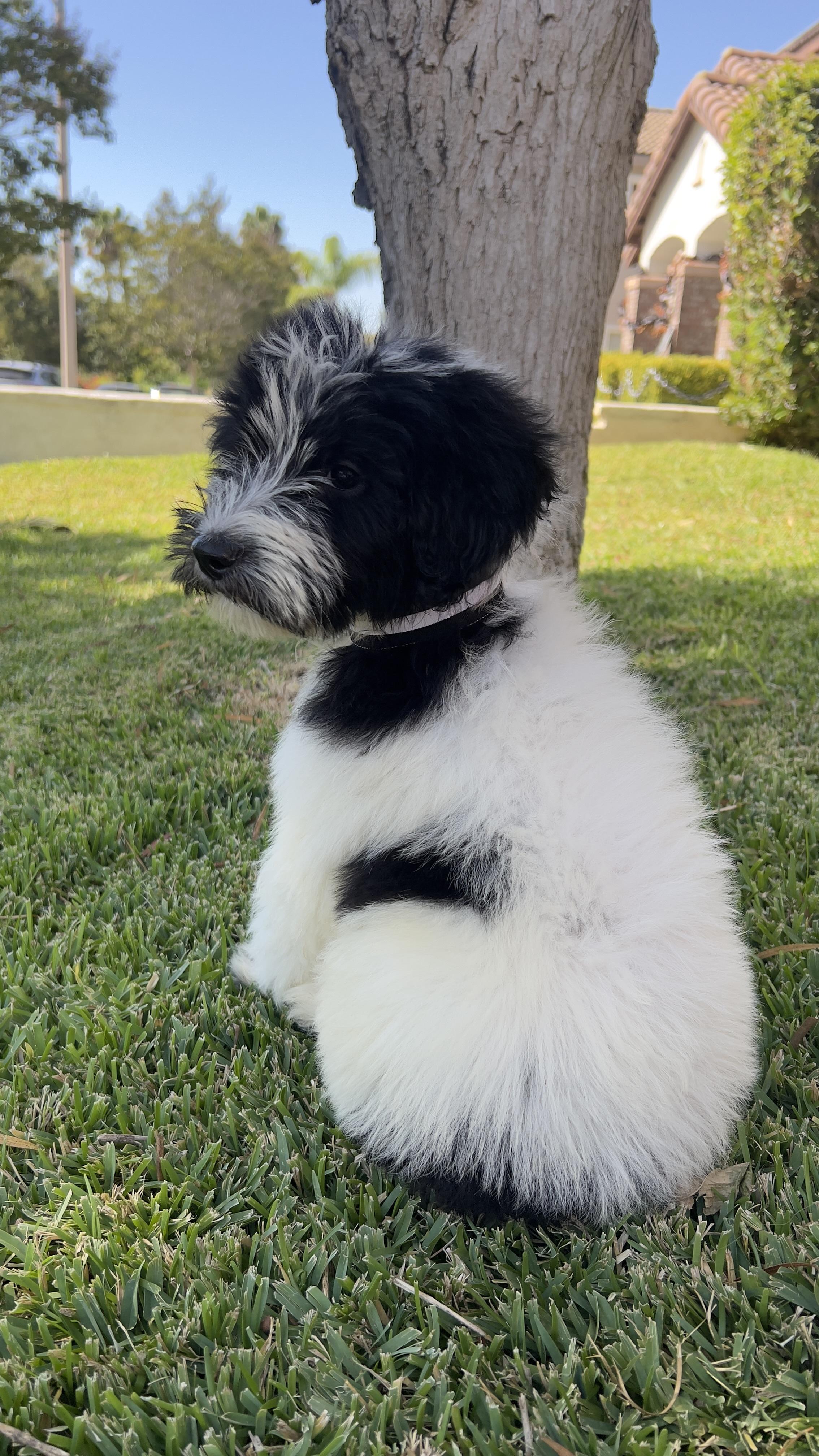 Enlarge Oreo, a Adoptable Sheepadoodle in Chula Vista, CA image 2/5