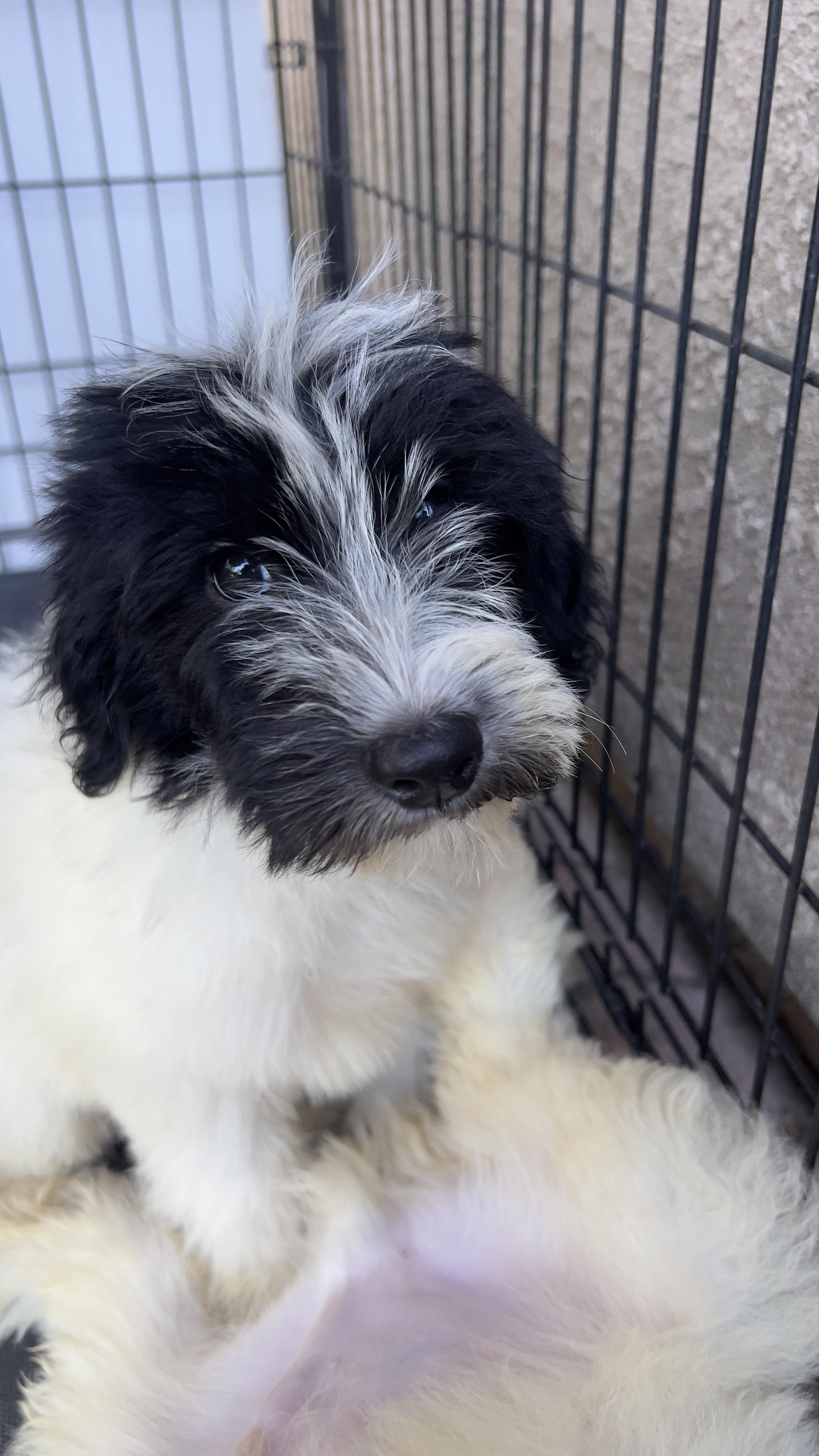 Enlarge Oreo, a Adoptable Sheepadoodle in Chula Vista, CA image 5/5