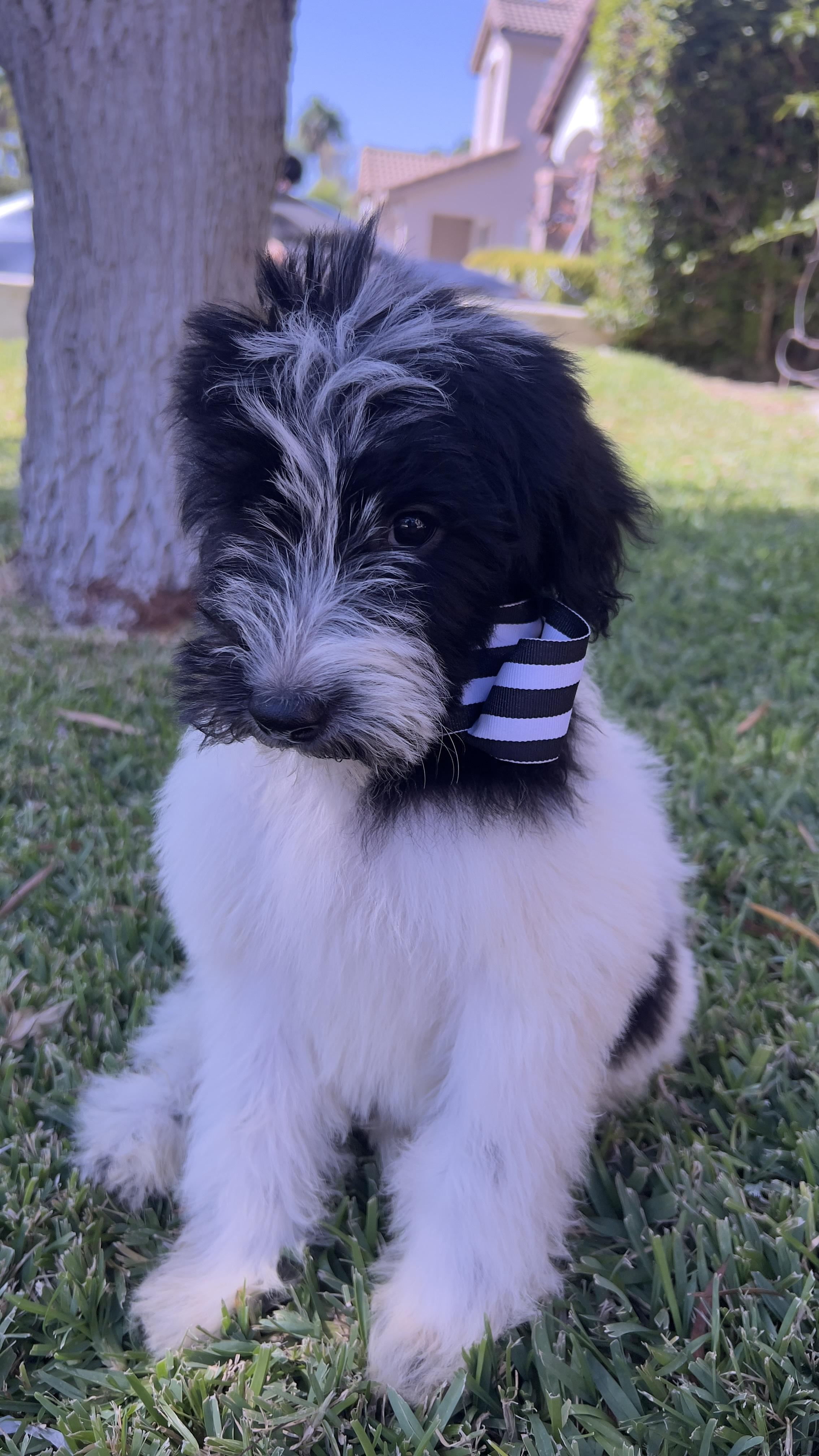 Enlarge Oreo, a Adoptable Sheepadoodle in Chula Vista, CA image 3/5