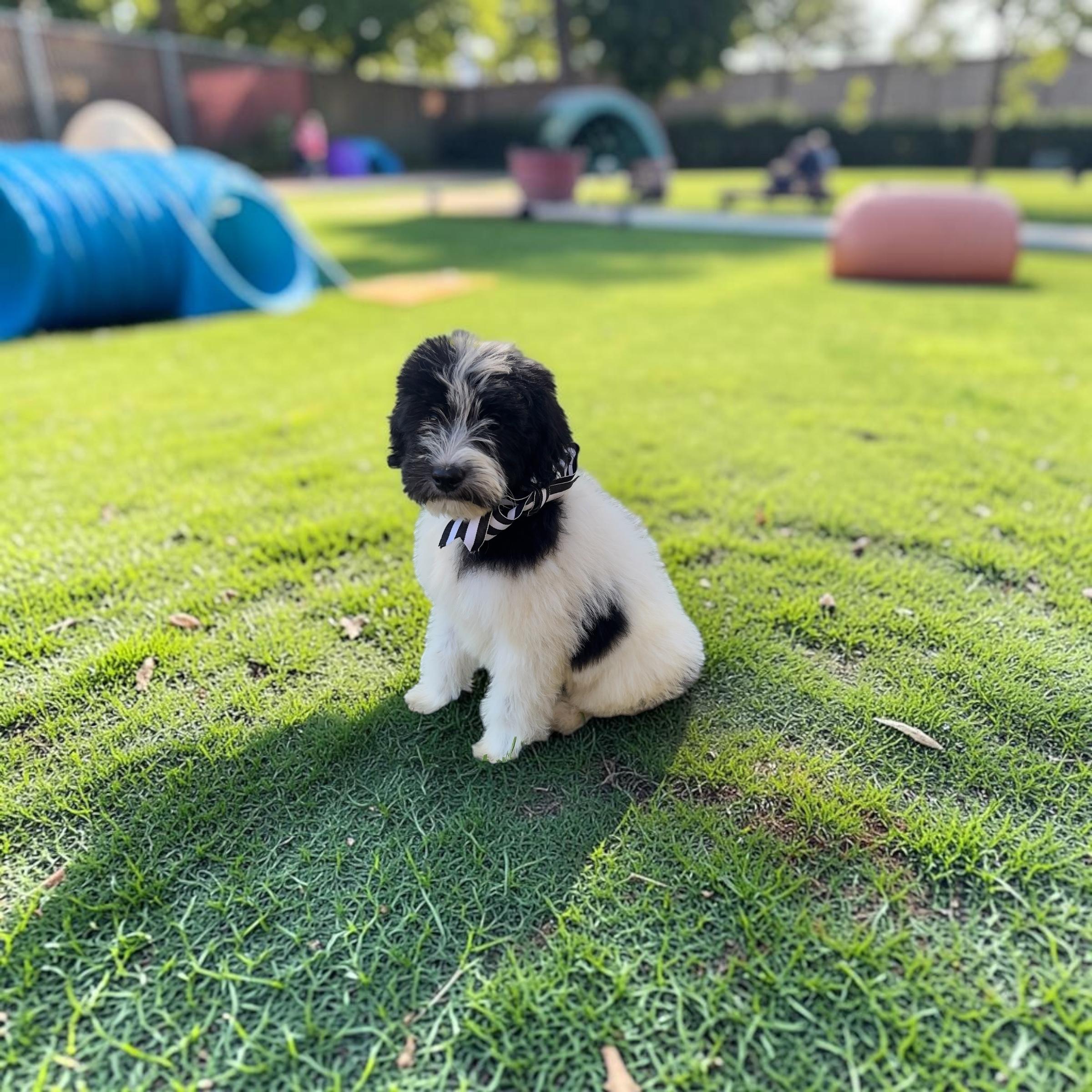Oreo, Adoptable, Young Female Sheepadoodle.
