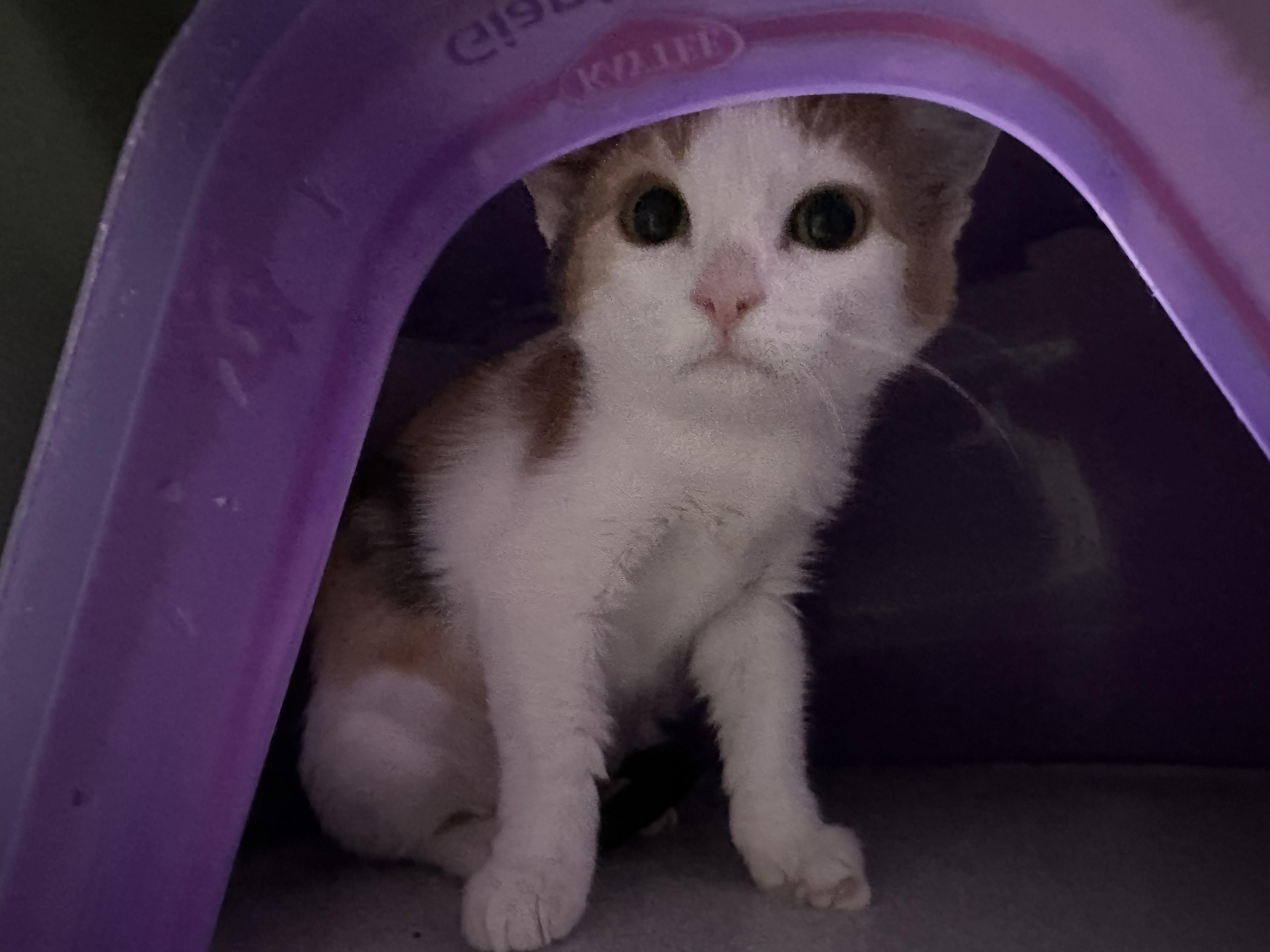 Pumpkin Spice, Adoptable, Young Female Domestic Short Hair.