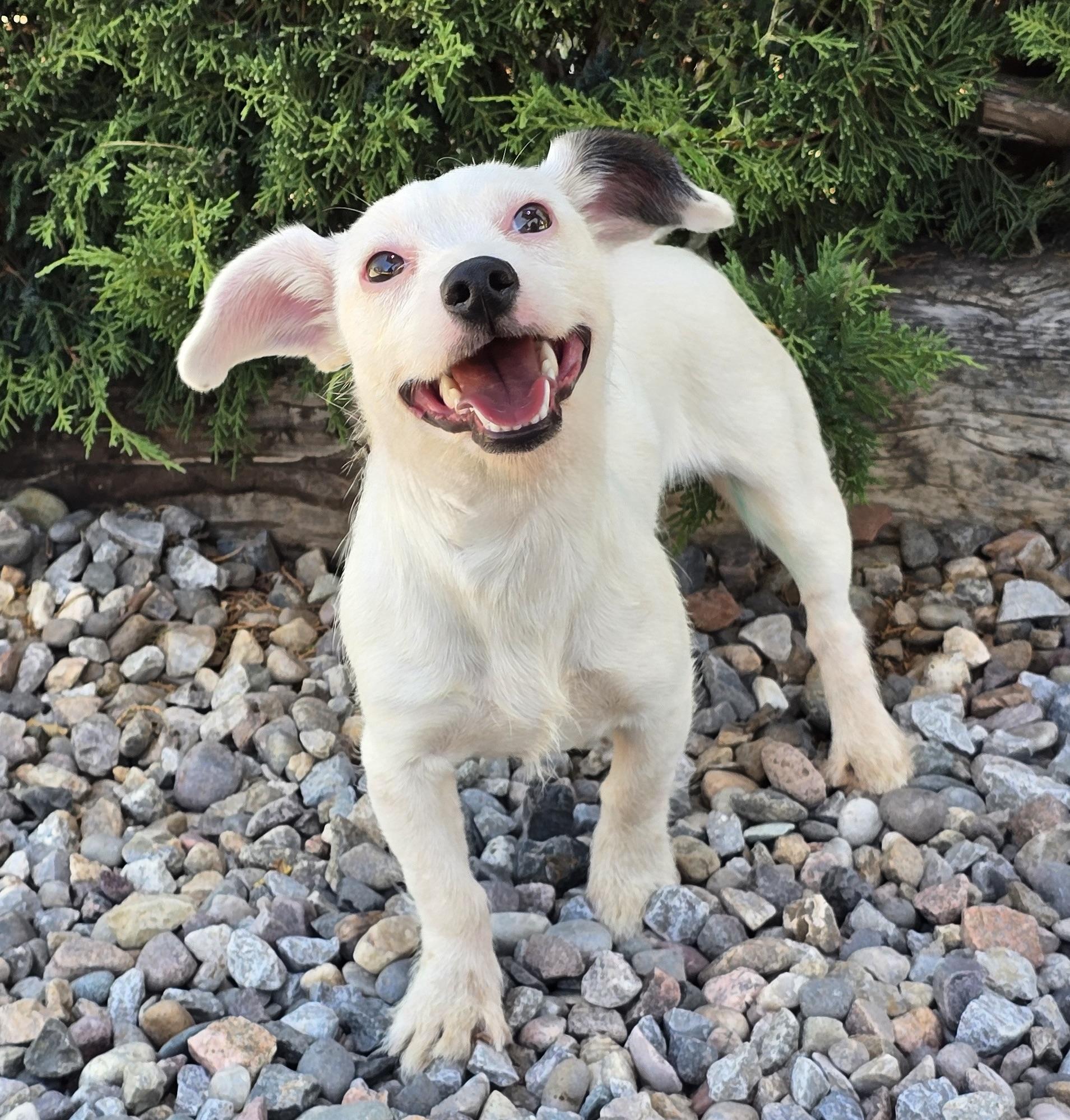 Enlarge Lil Ms Betty - Cutie Pie Rattie X - Soooo DARLING, a Adoptable mixed breed in Albuquerque, NM image 1/1