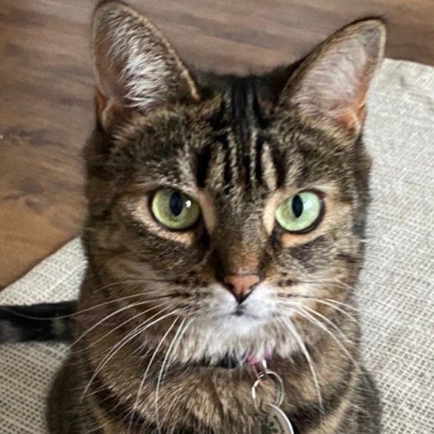 Enlarge Tattoune & Lily, a Adoptable Domestic Short Hair in Montreal, QC image 1/6