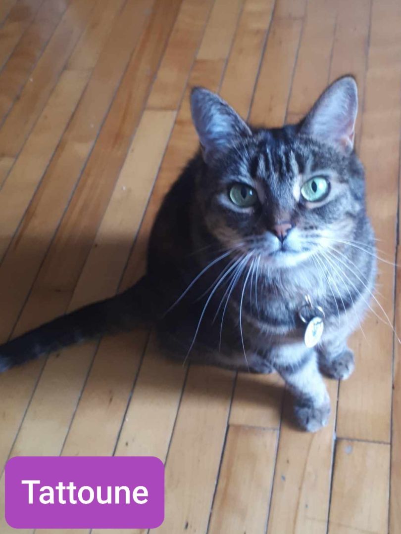 Tattoune (et Lily), a Adoptable Domestic Short Hair in Montreal, QC image 4/6