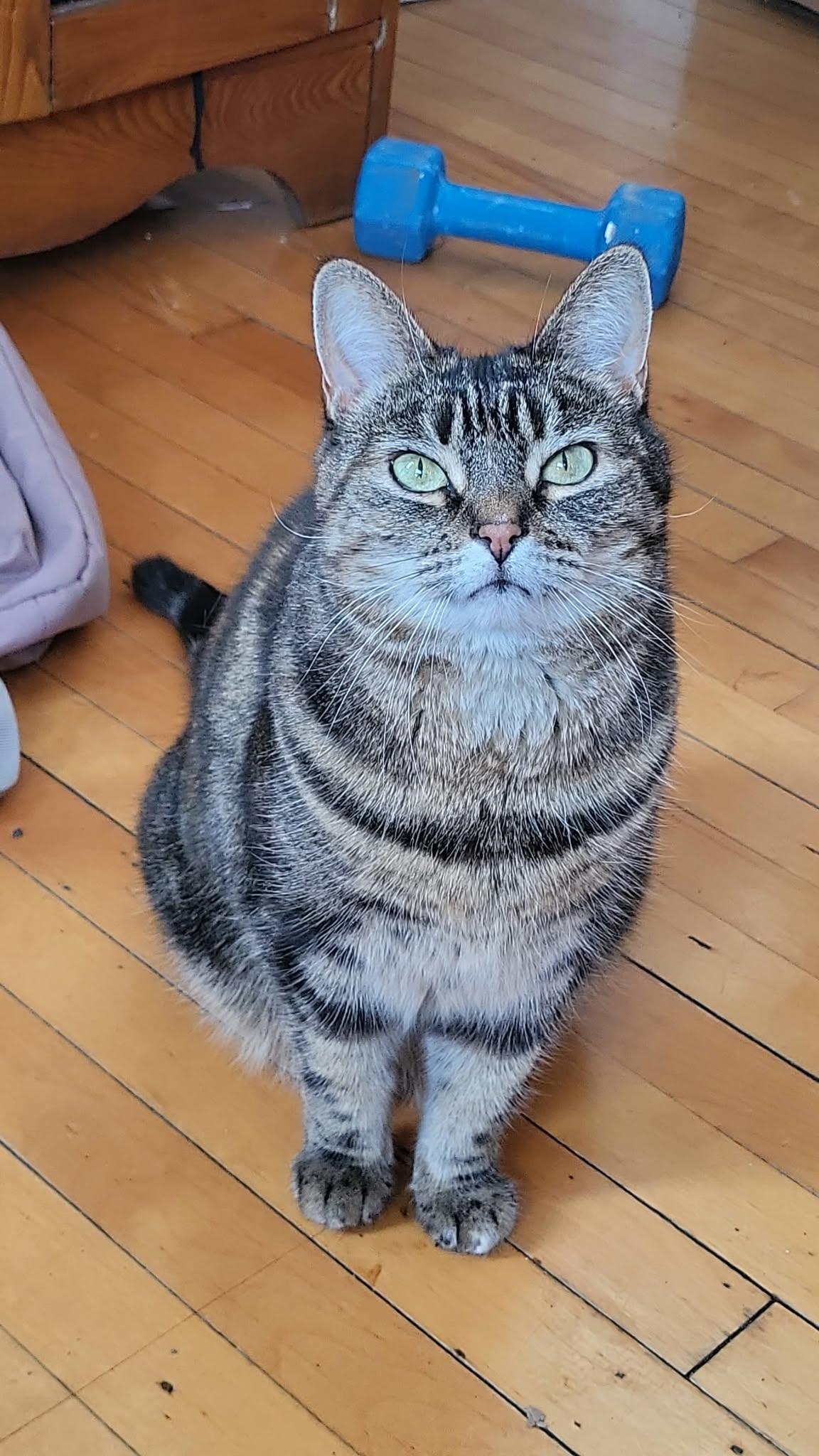 Tattoune (et Lily), Adoptable, Adult Female Domestic Short Hair.