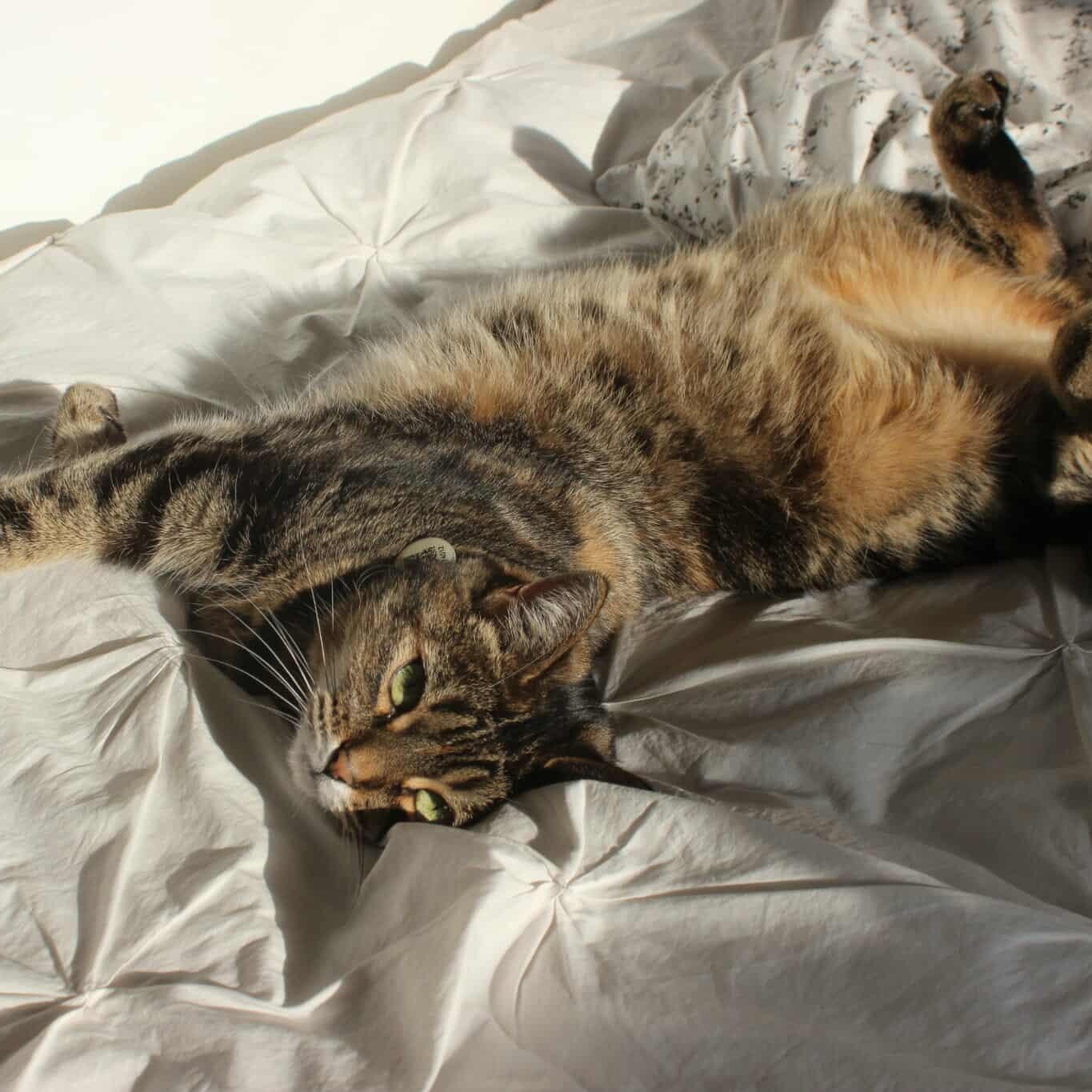 Tattoune (et Lily), a Adoptable Domestic Short Hair in Montreal, QC image 5/6