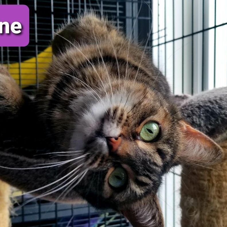 Tattoune (et Lily), a Adoptable Domestic Short Hair in Montreal, QC image 3/6