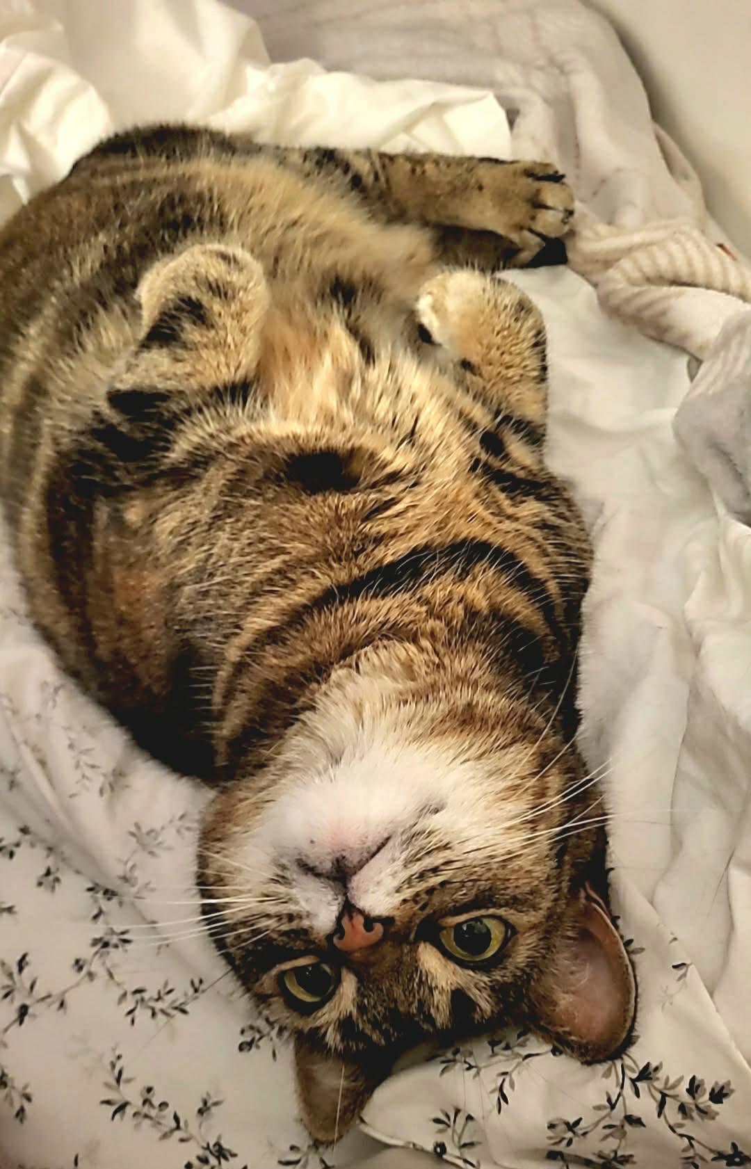 Tattoune (et Lily), a Adoptable Domestic Short Hair in Montreal, QC image 6/6