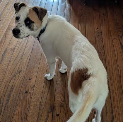 Enlarge Honesty, a Adoptable mixed breed in Merriam, KS image 2/3