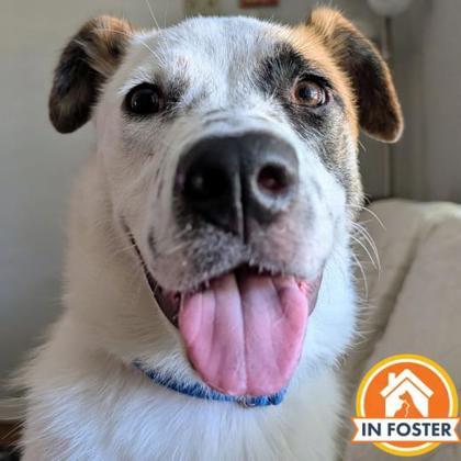 Enlarge Honesty, a Adoptable mixed breed in Merriam, KS image 1/2