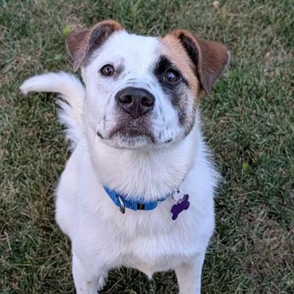 Enlarge Honesty, a Adoptable mixed breed in Merriam, KS image 2/2