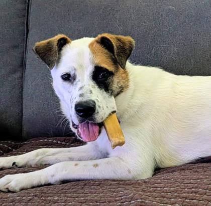 Enlarge Honesty, a Adoptable mixed breed in Merriam, KS image 3/3