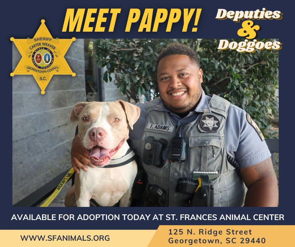 Pappy, Adoptable, Young Male Mixed Breed.
