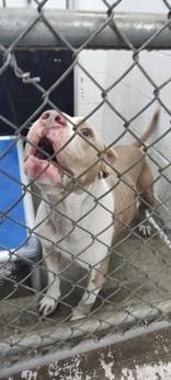 Pappy, a ADOPTABLE Mixed Breed in Georgetown, SC image 2/2