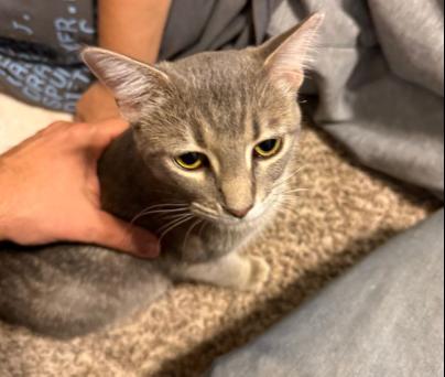 Katniss (bonded with Sinatra)
