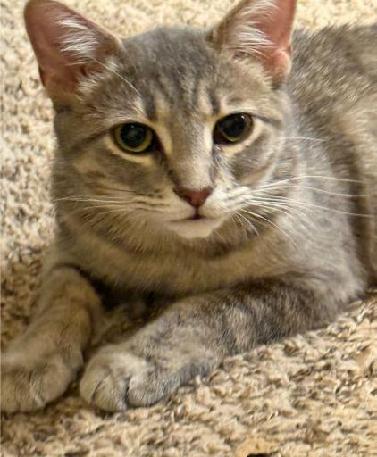 Katniss (bonded With Sinatra)