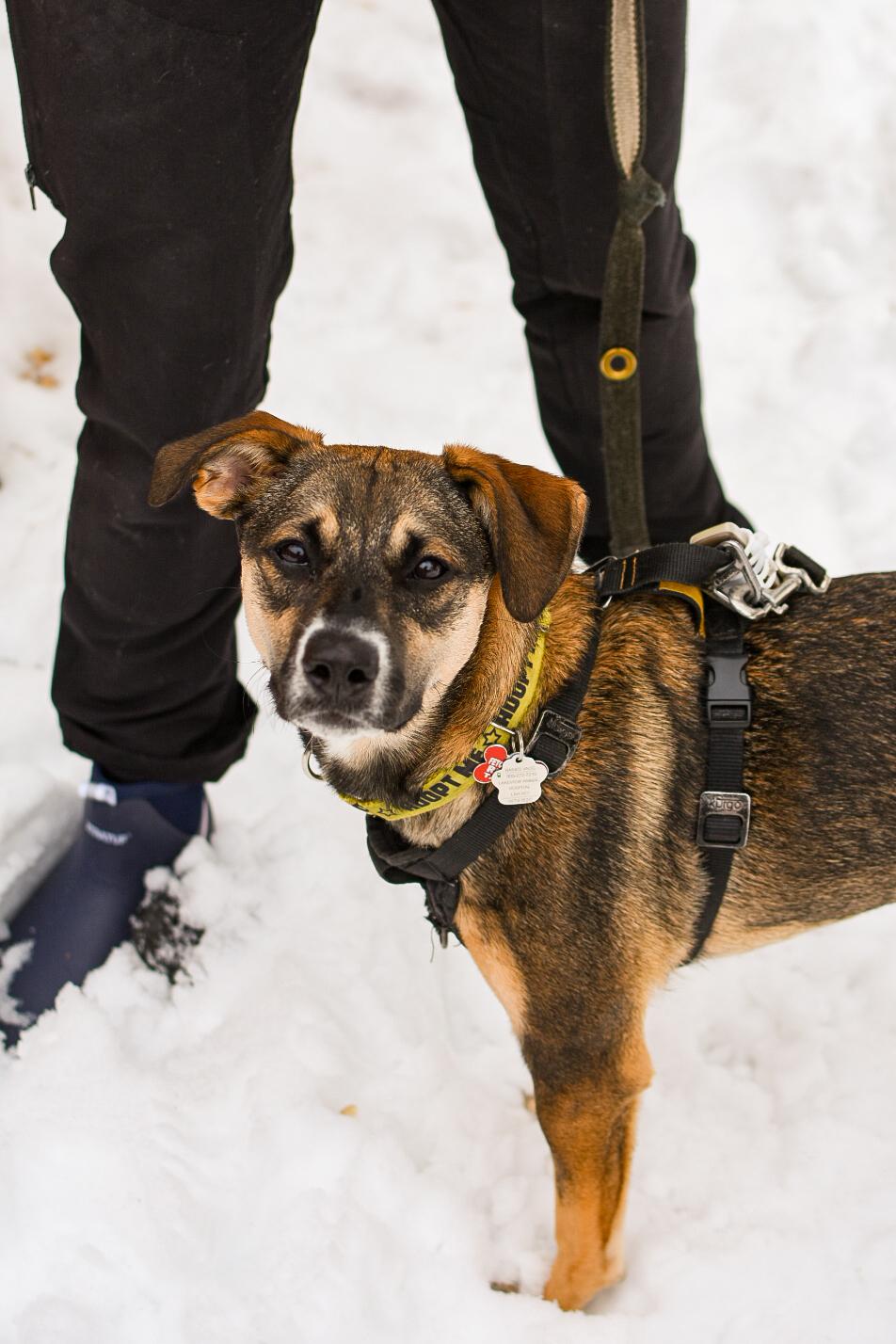 Enlarge Ally, a ADOPTABLE mixed breed in Mississauga, ON image 5/6