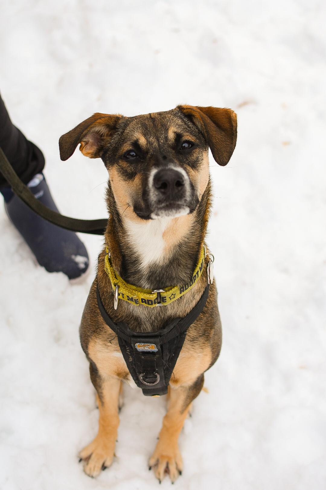 Enlarge Ally, a ADOPTABLE mixed breed in Mississauga, ON image 3/6