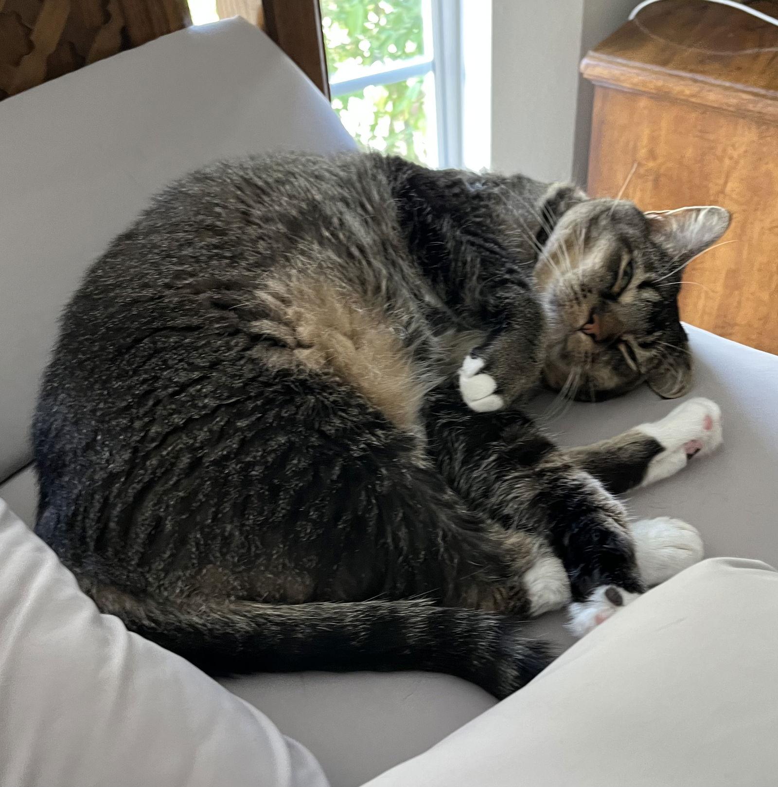 Luna, Adoptable, Adult Female Domestic Short Hair.