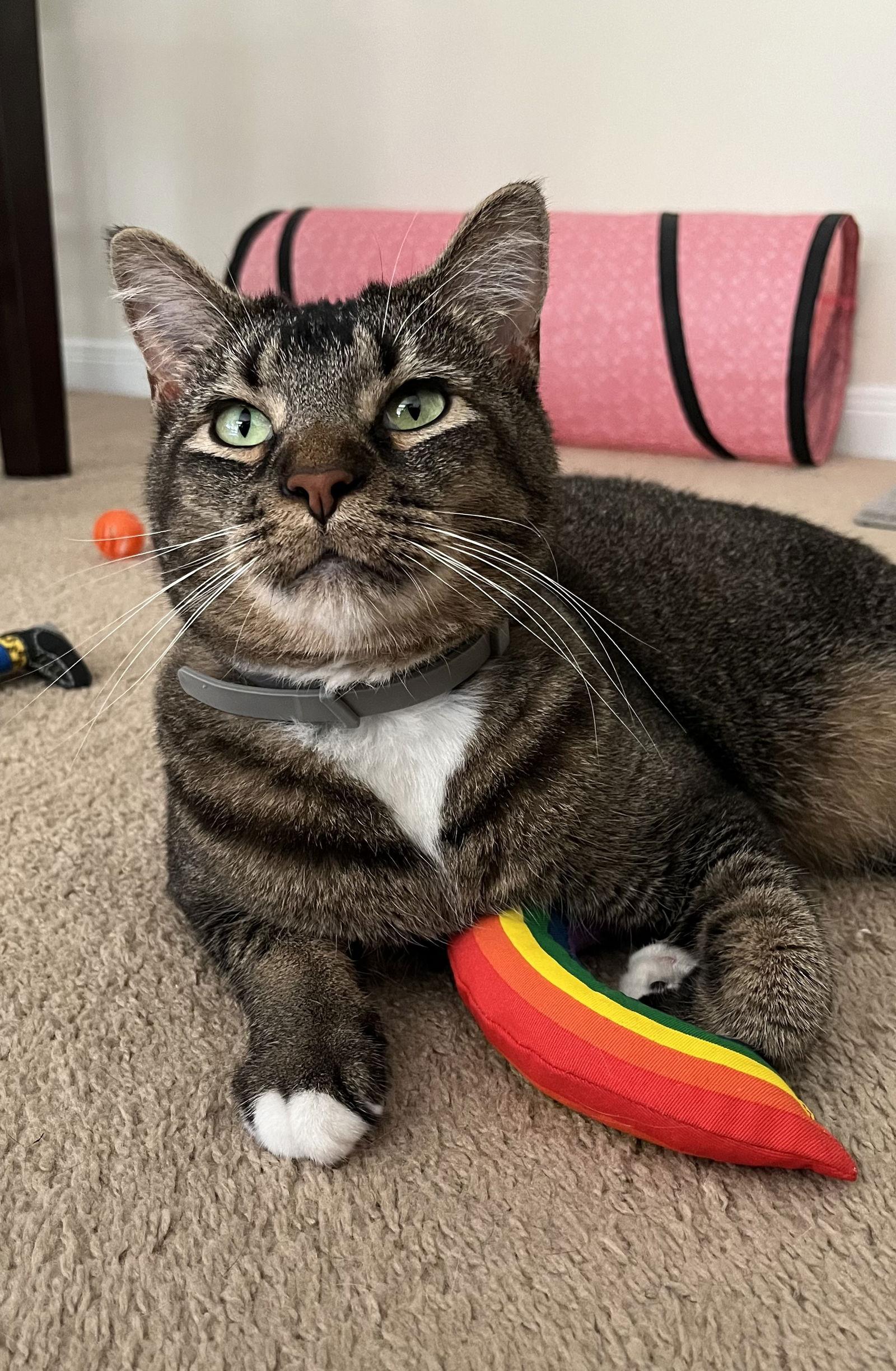 Luna, a Adoptable Domestic Short Hair in Eureka, MO image 3/6