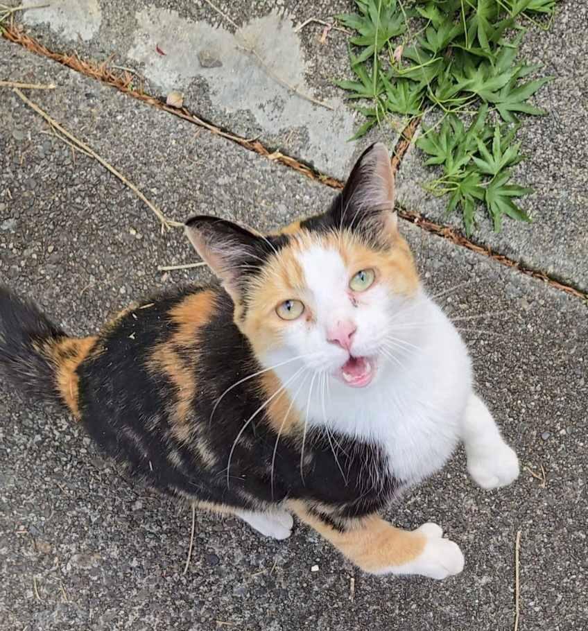 Enlarge Munchi, a Adoptable mixed breed in Gold Beach, OR image 1/1