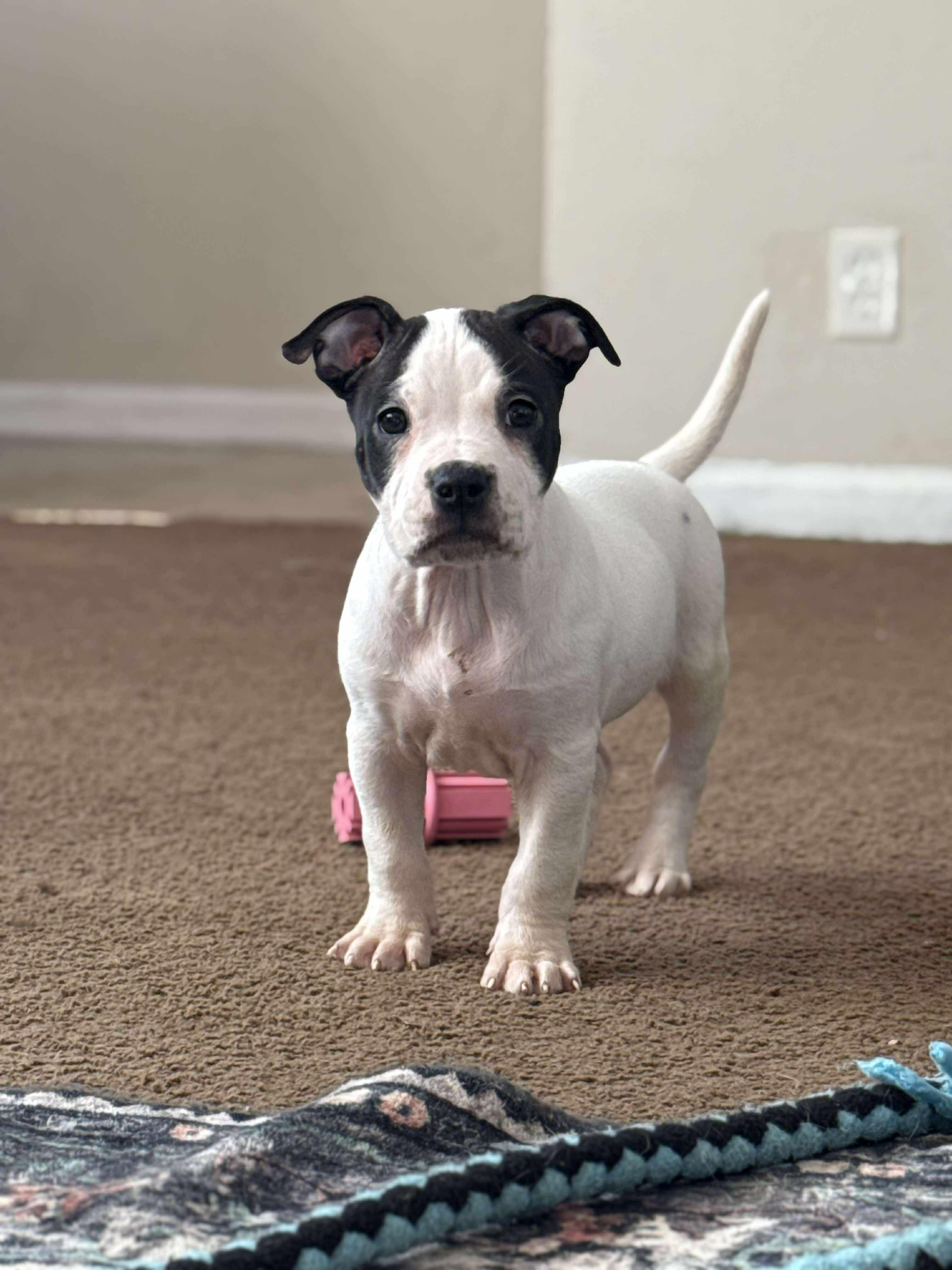 Enlarge Taurus, an adopted Pit Bull Terrier in Kansas City, MO image 3/4