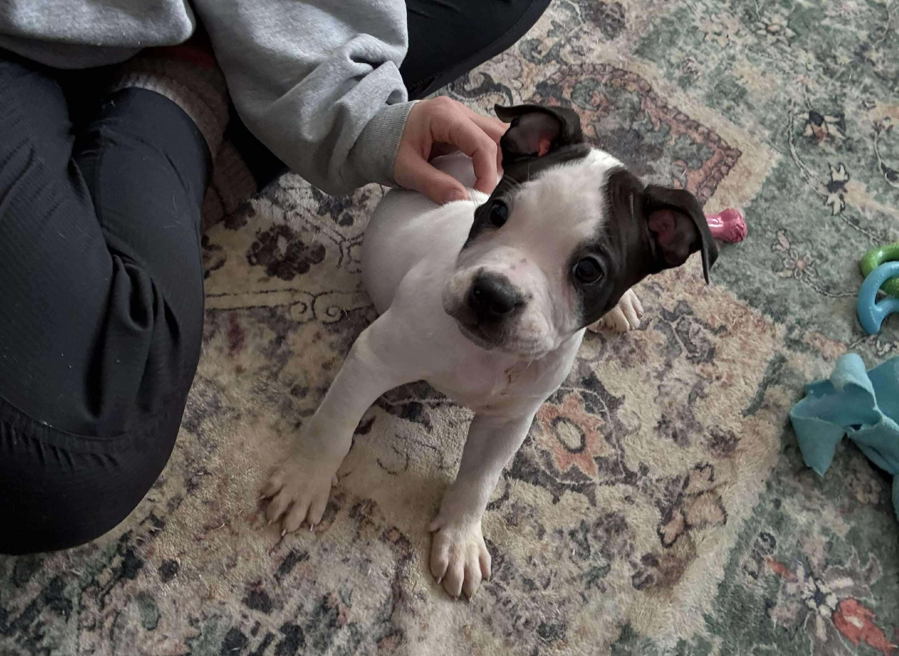 Enlarge Taurus, an adopted Pit Bull Terrier in Kansas City, MO image 4/4