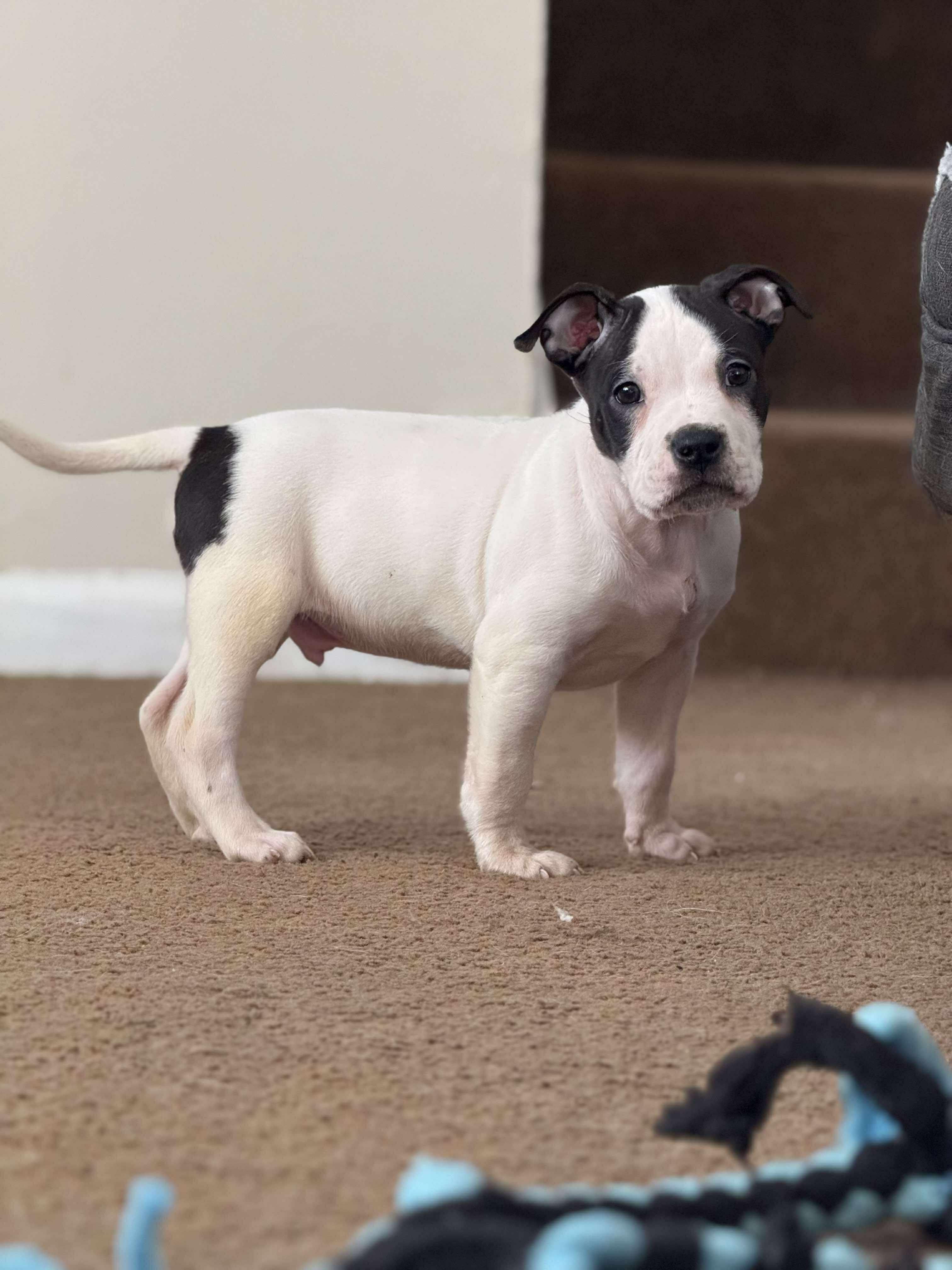 Enlarge Taurus, an adopted Pit Bull Terrier in Kansas City, MO image 1/4