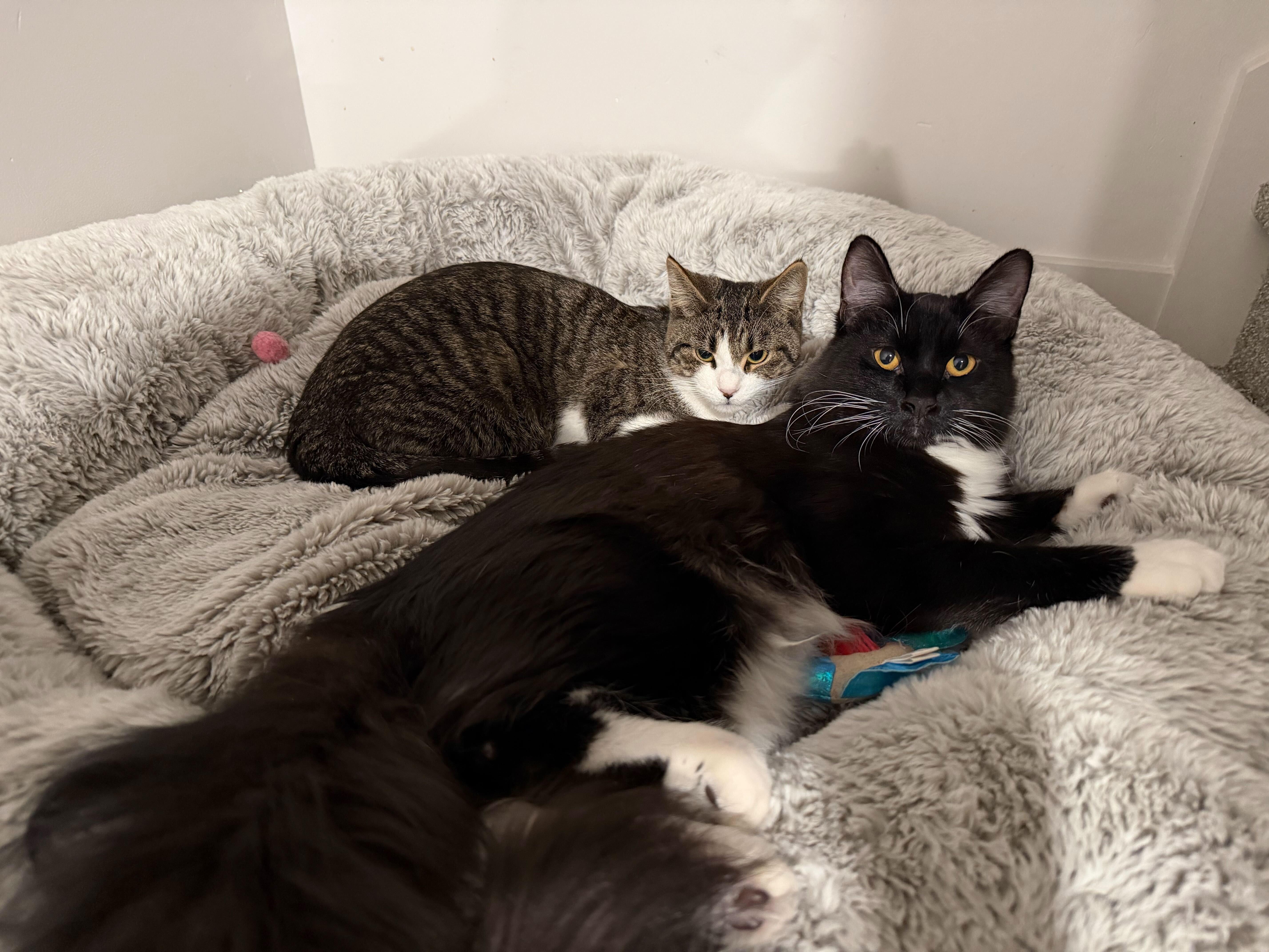 Squire, a Adoptable mixed breed in Midvale, UT image 2/6