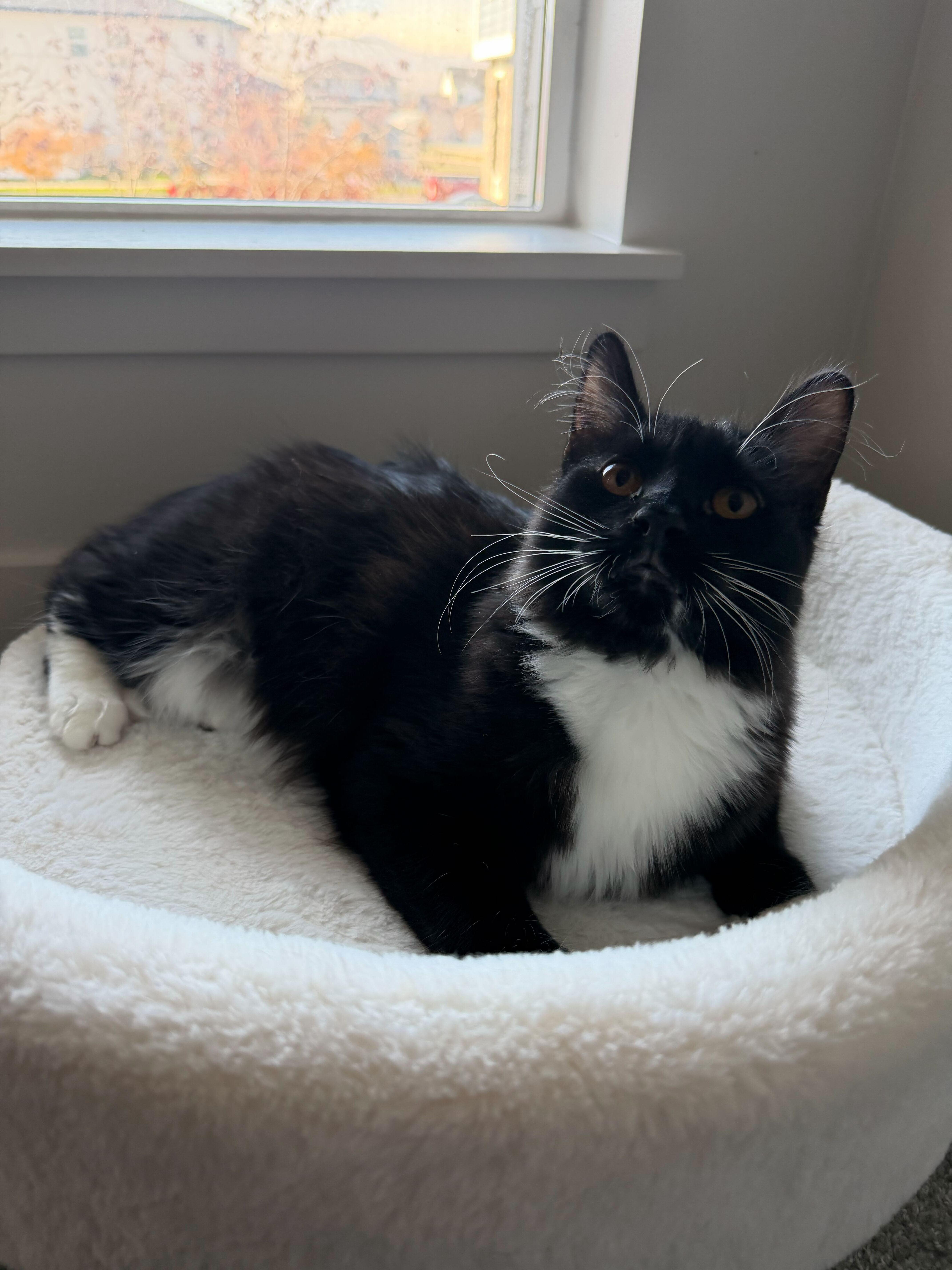 Squire, a Adoptable mixed breed in Midvale, UT image 3/6