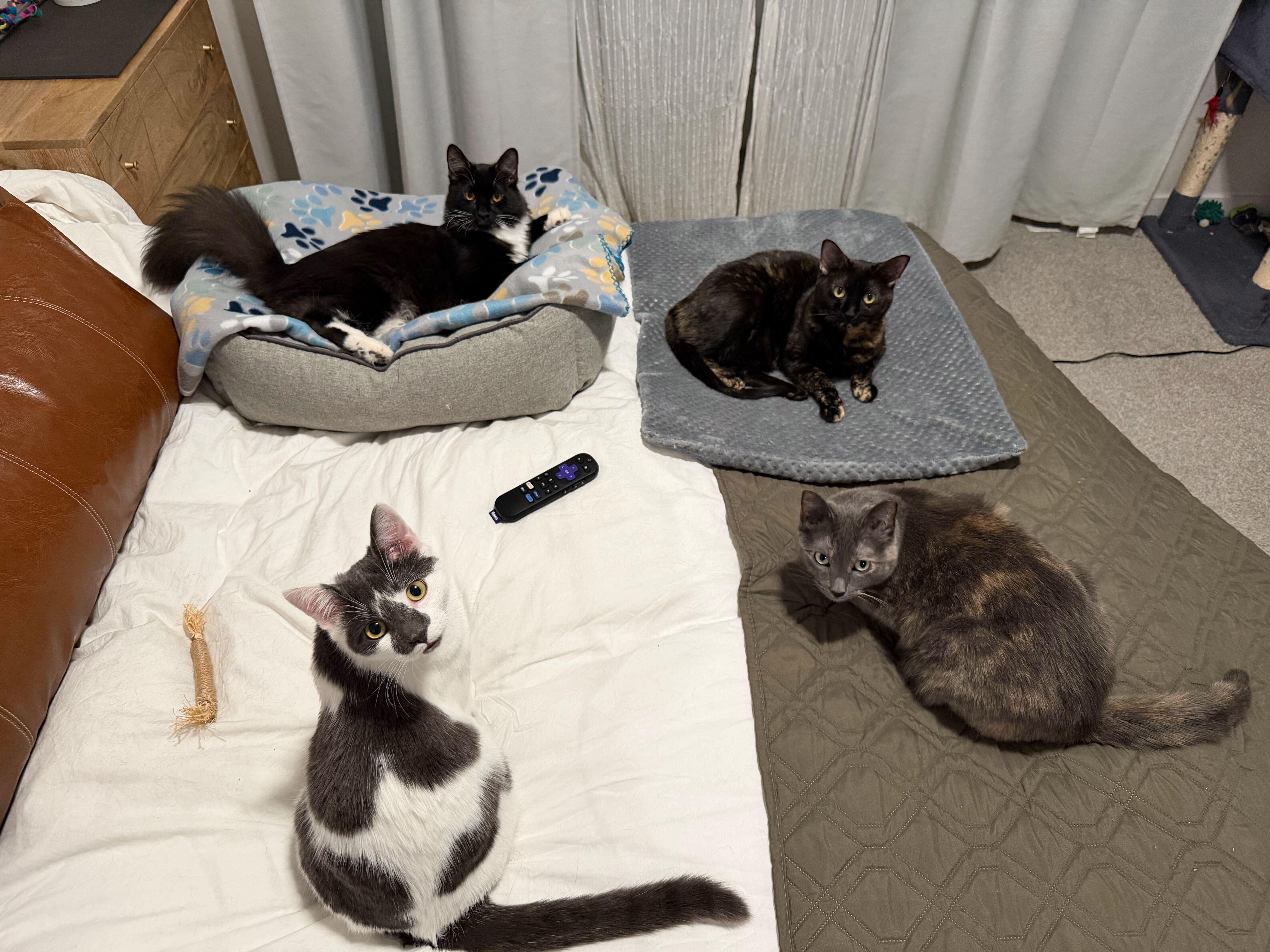 Squire, a Adoptable mixed breed in Midvale, UT image 4/6