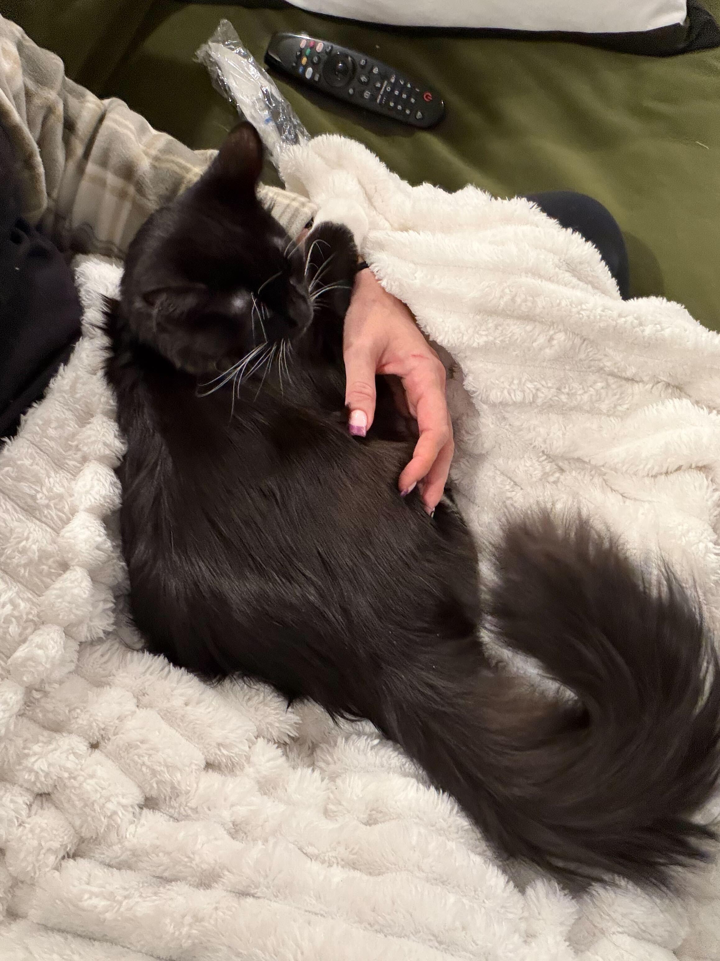 Squire, a Adoptable mixed breed in Midvale, UT image 5/6