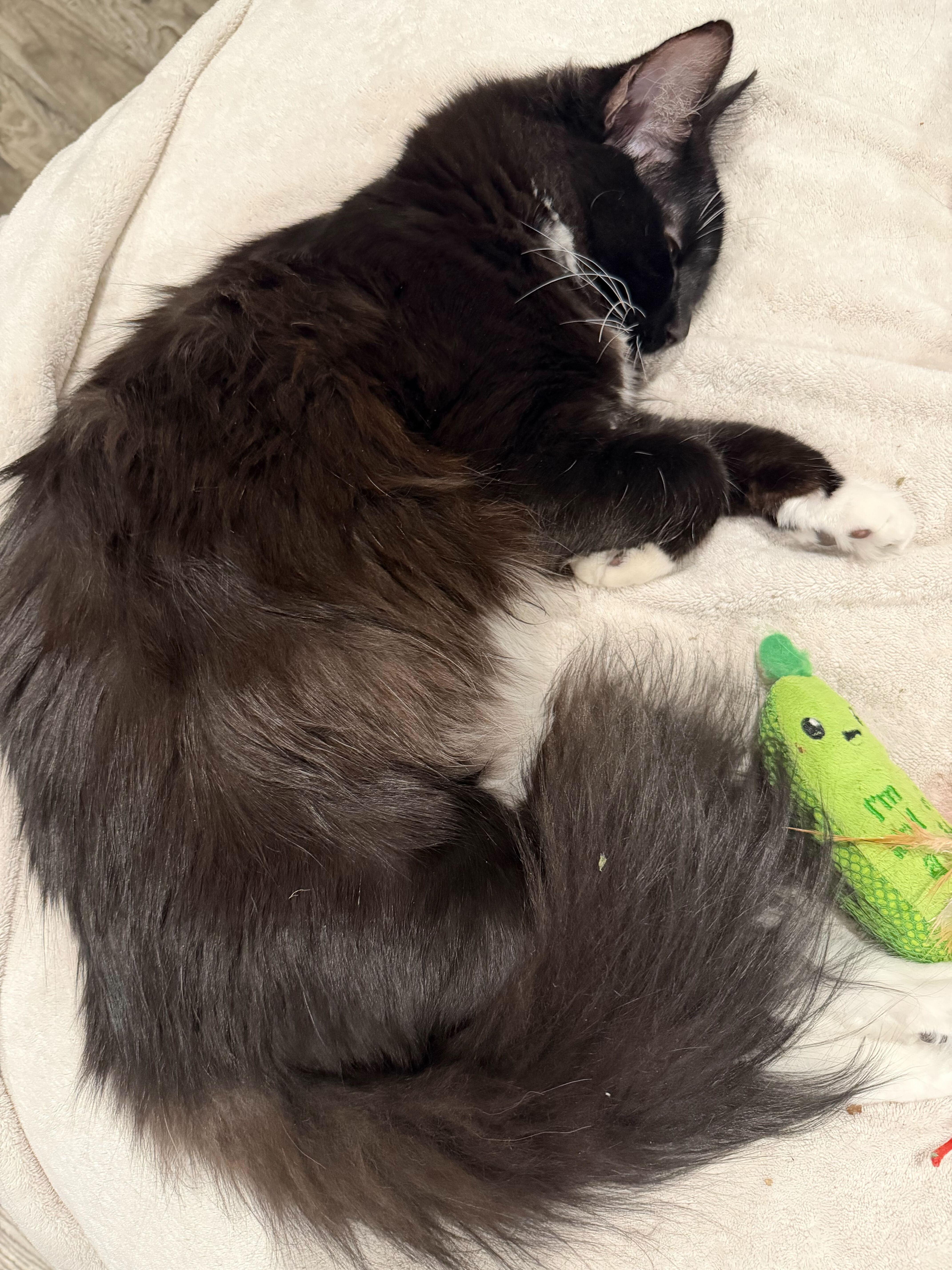 Squire, a Adoptable mixed breed in Midvale, UT image 6/6