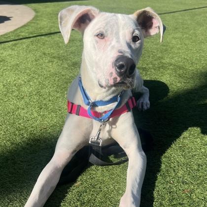 Jack, Adoptable, Adult Male Great Dane & Mixed Breed.