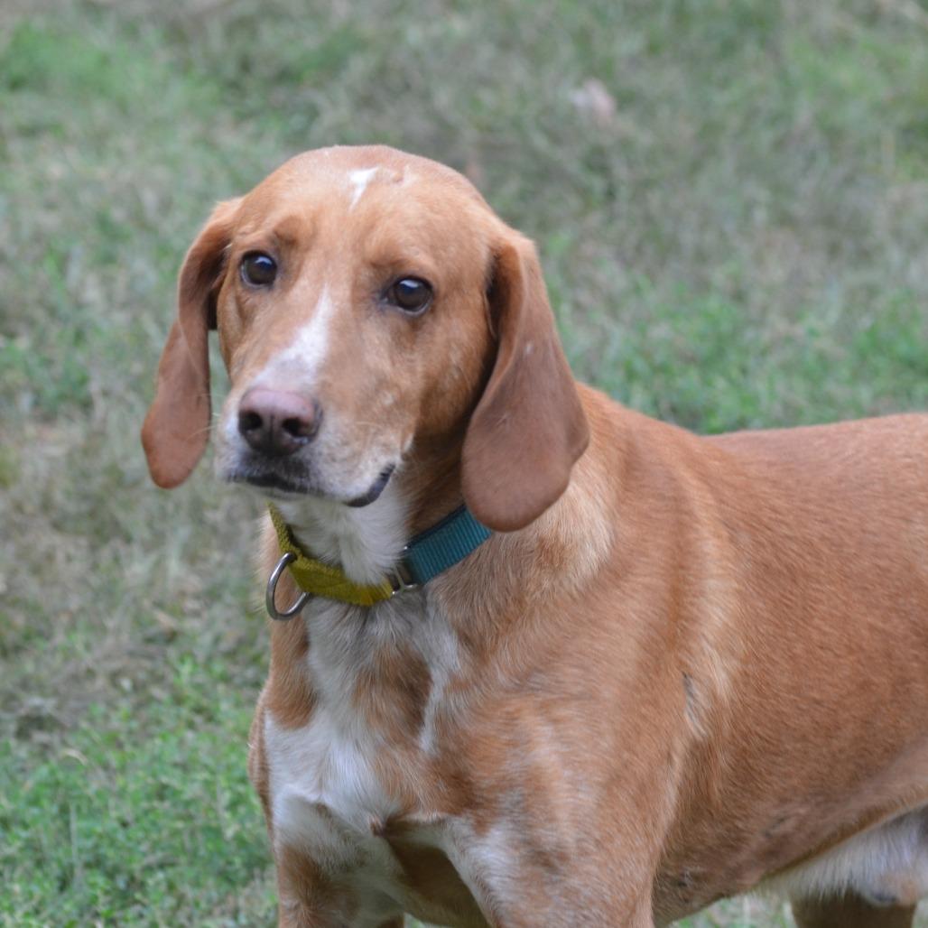 Fireball, Adoptable, Adult Male Hound.