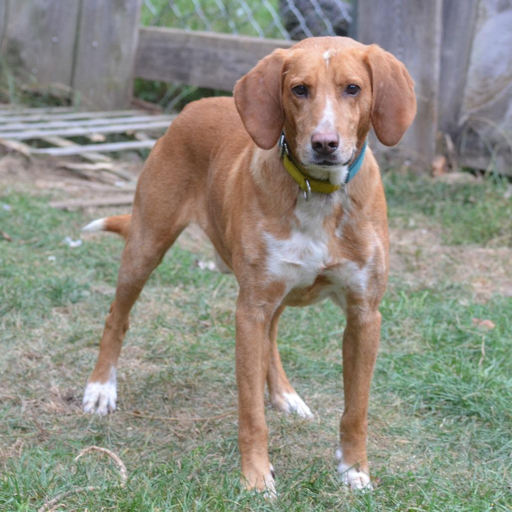 Enlarge Fireball, a Adoptable Hound in Glenfield, NY image 2/3
