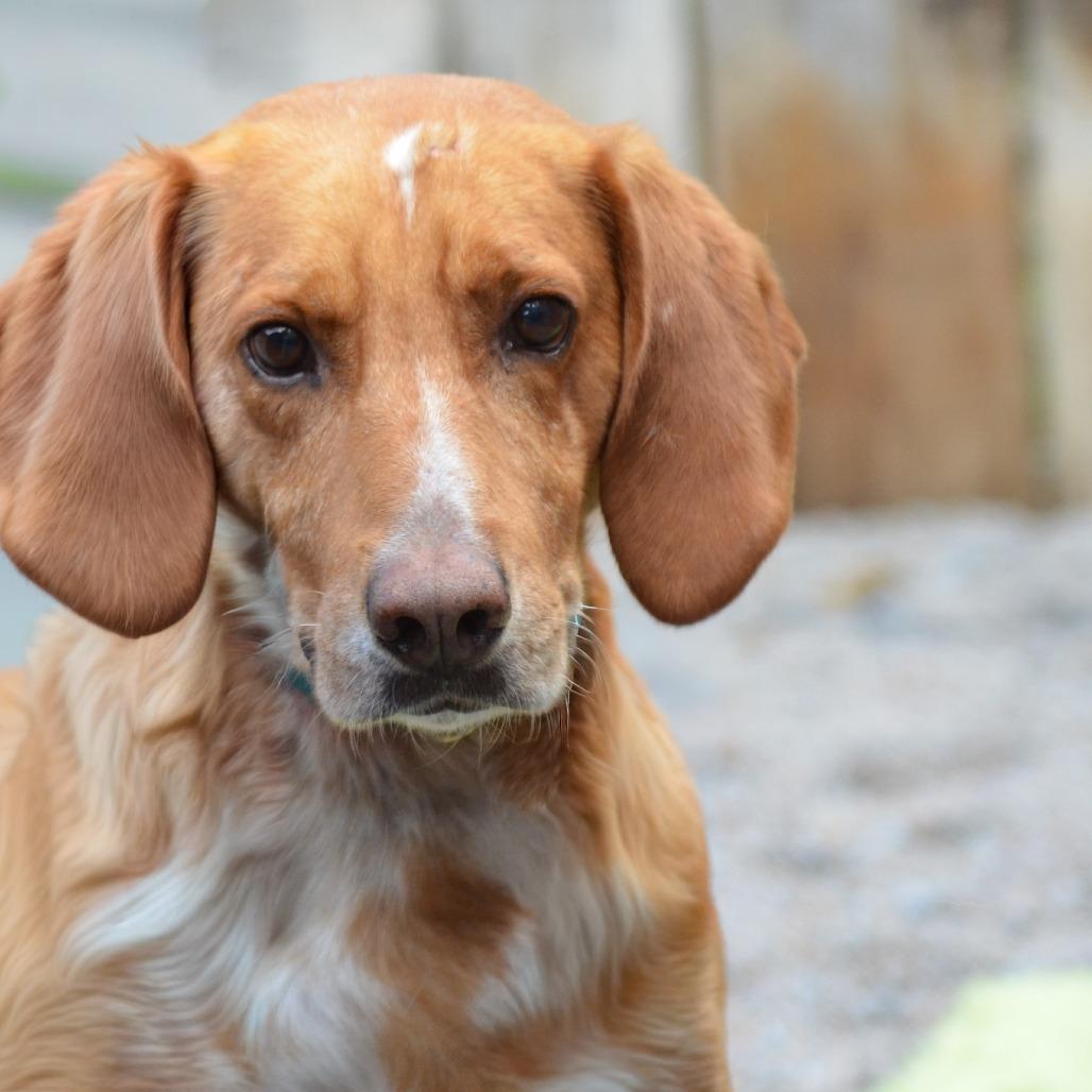 Enlarge Fireball, a Adoptable Hound in Glenfield, NY image 3/3